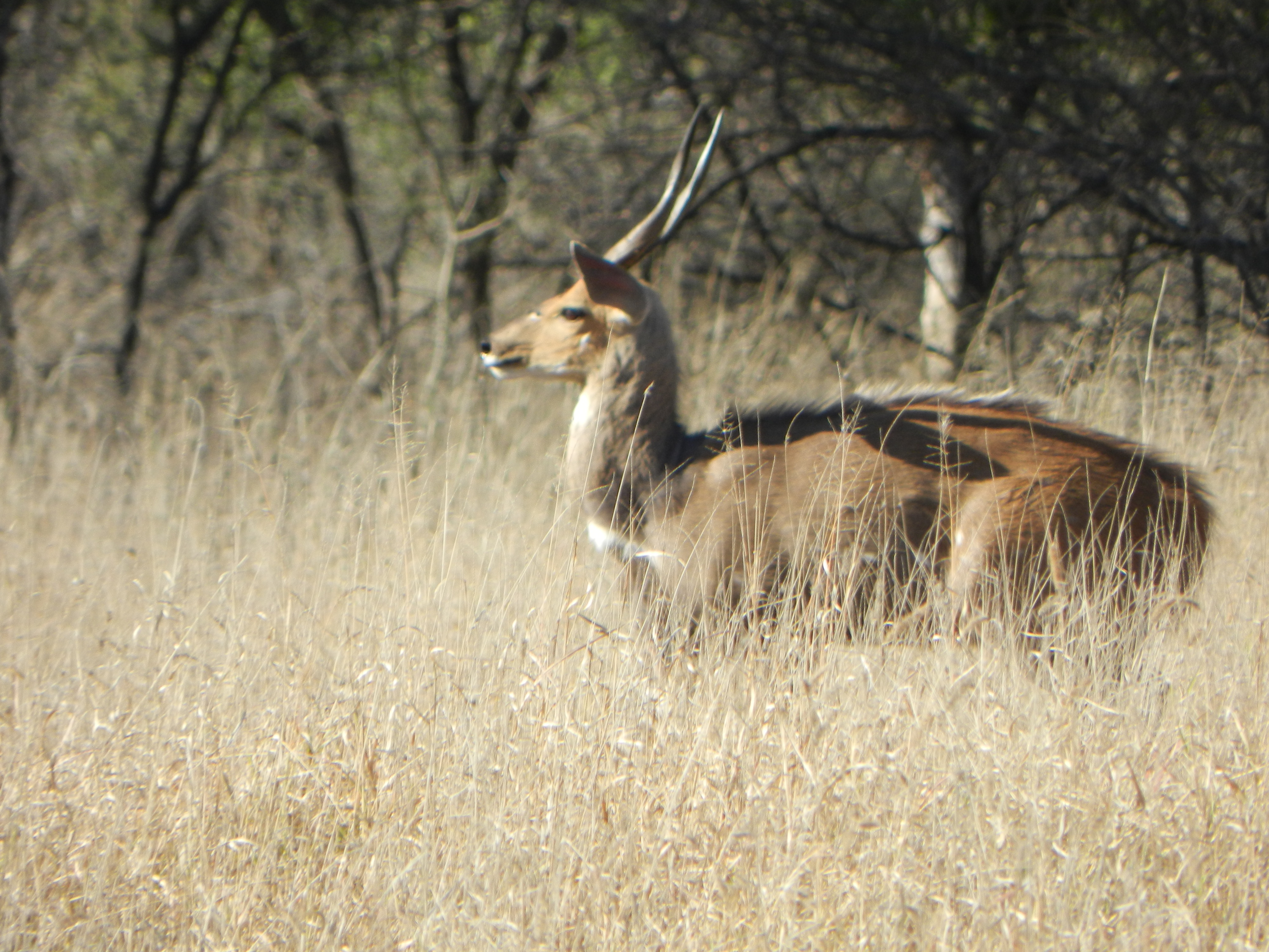 Bushbuck ram with spiralling horns