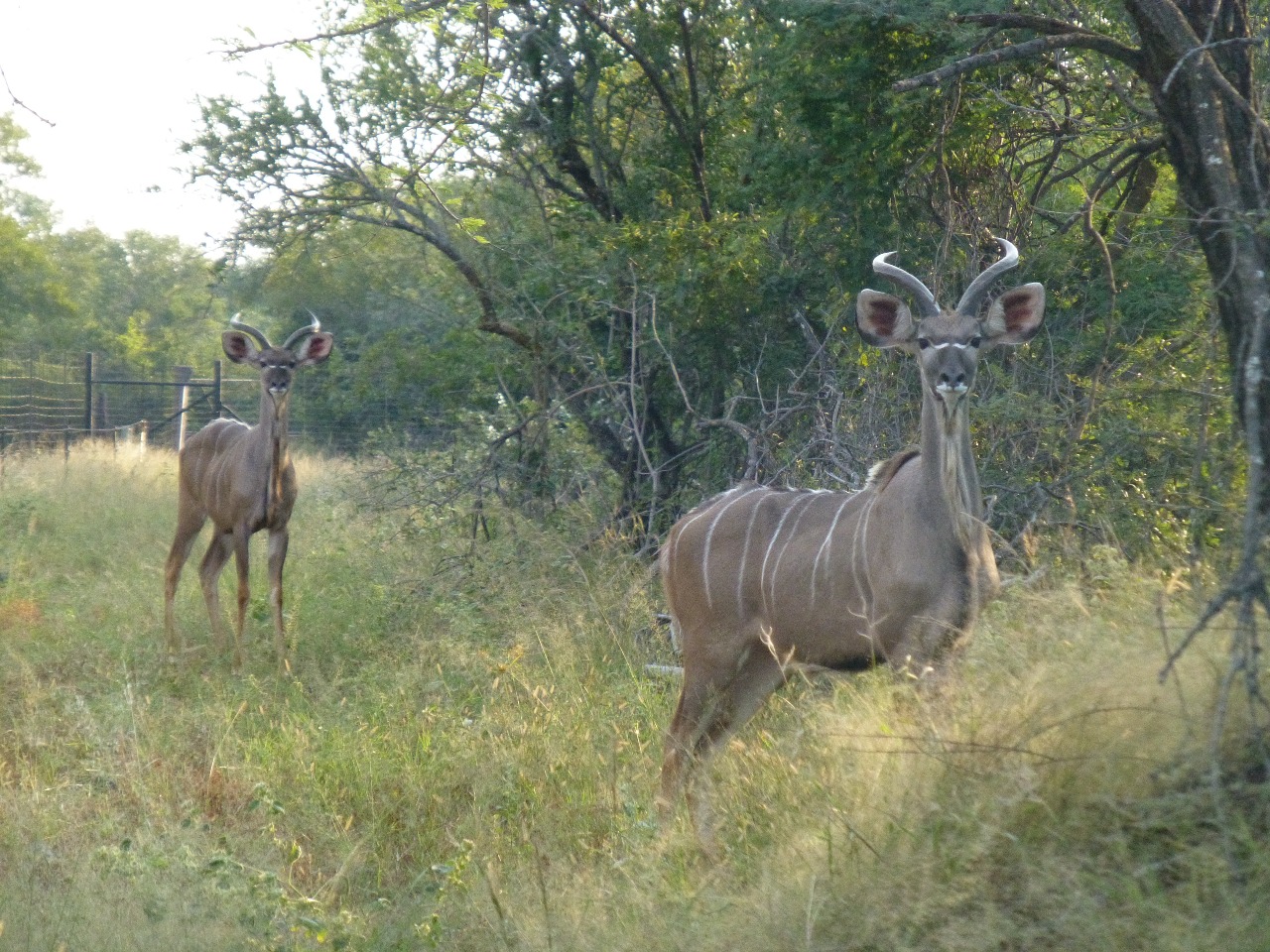 Kudu bull camp at Spiral Game Breeders