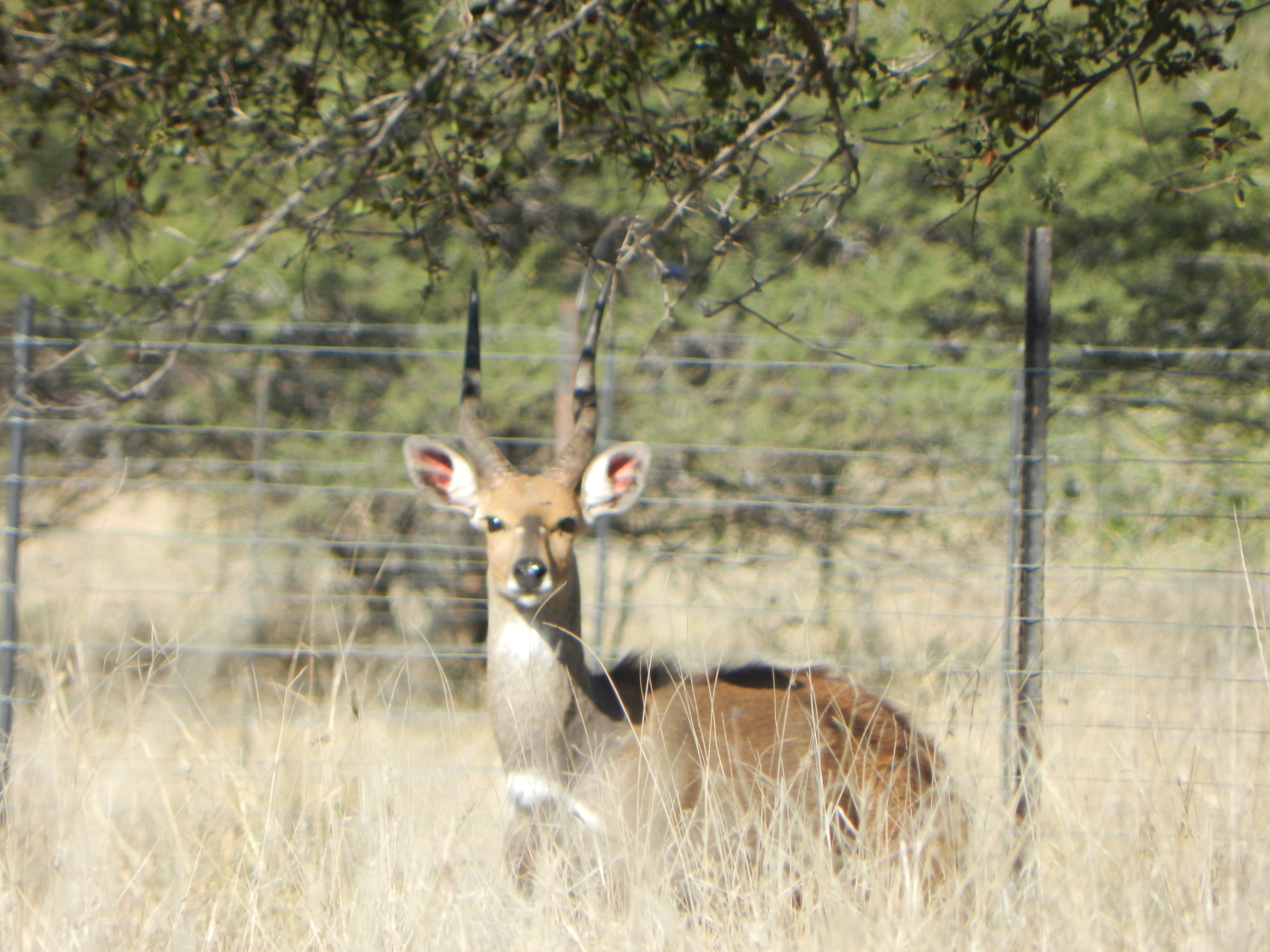 Bushbuck ram at the water