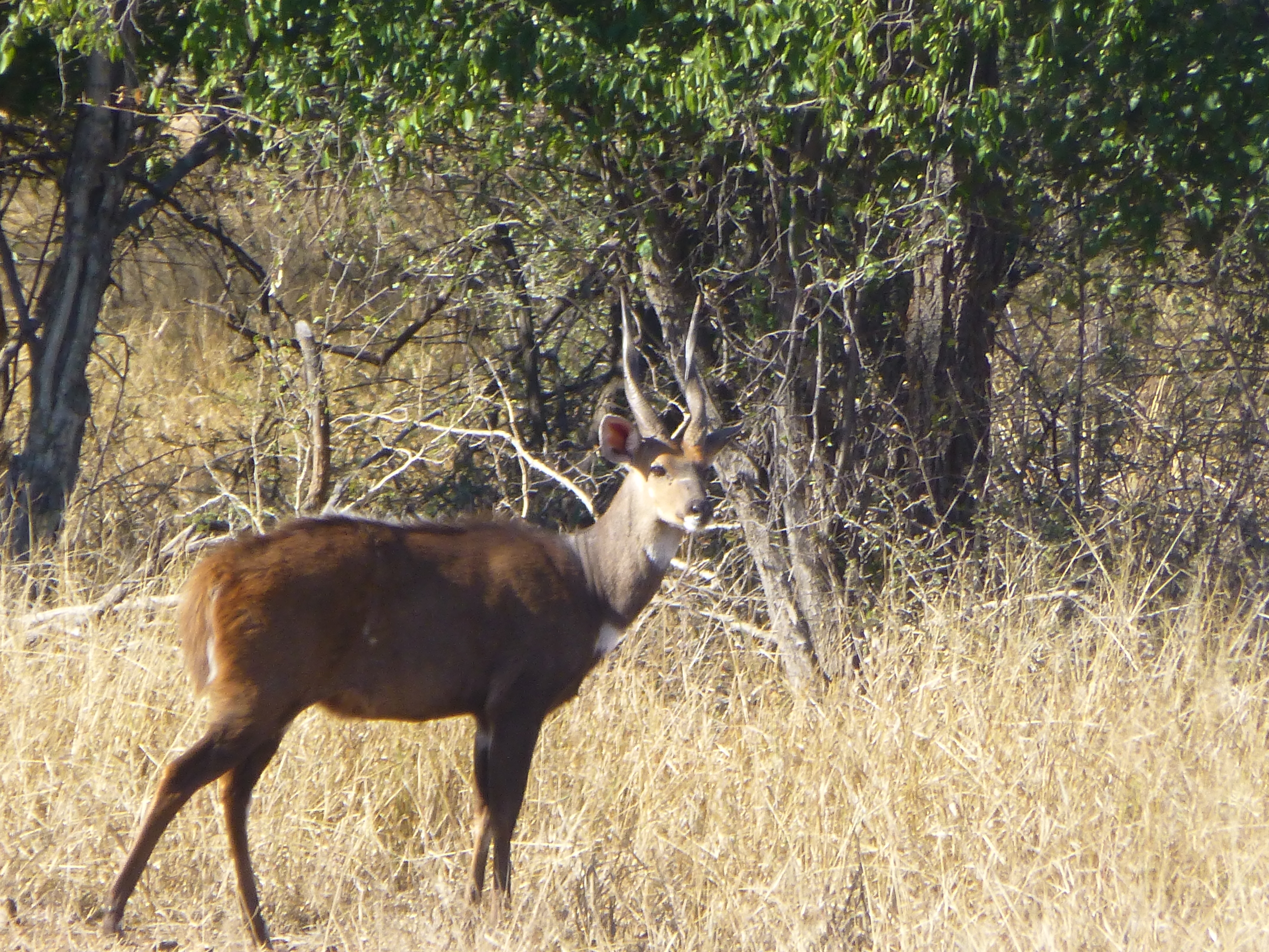 Bushbuck ram grazing