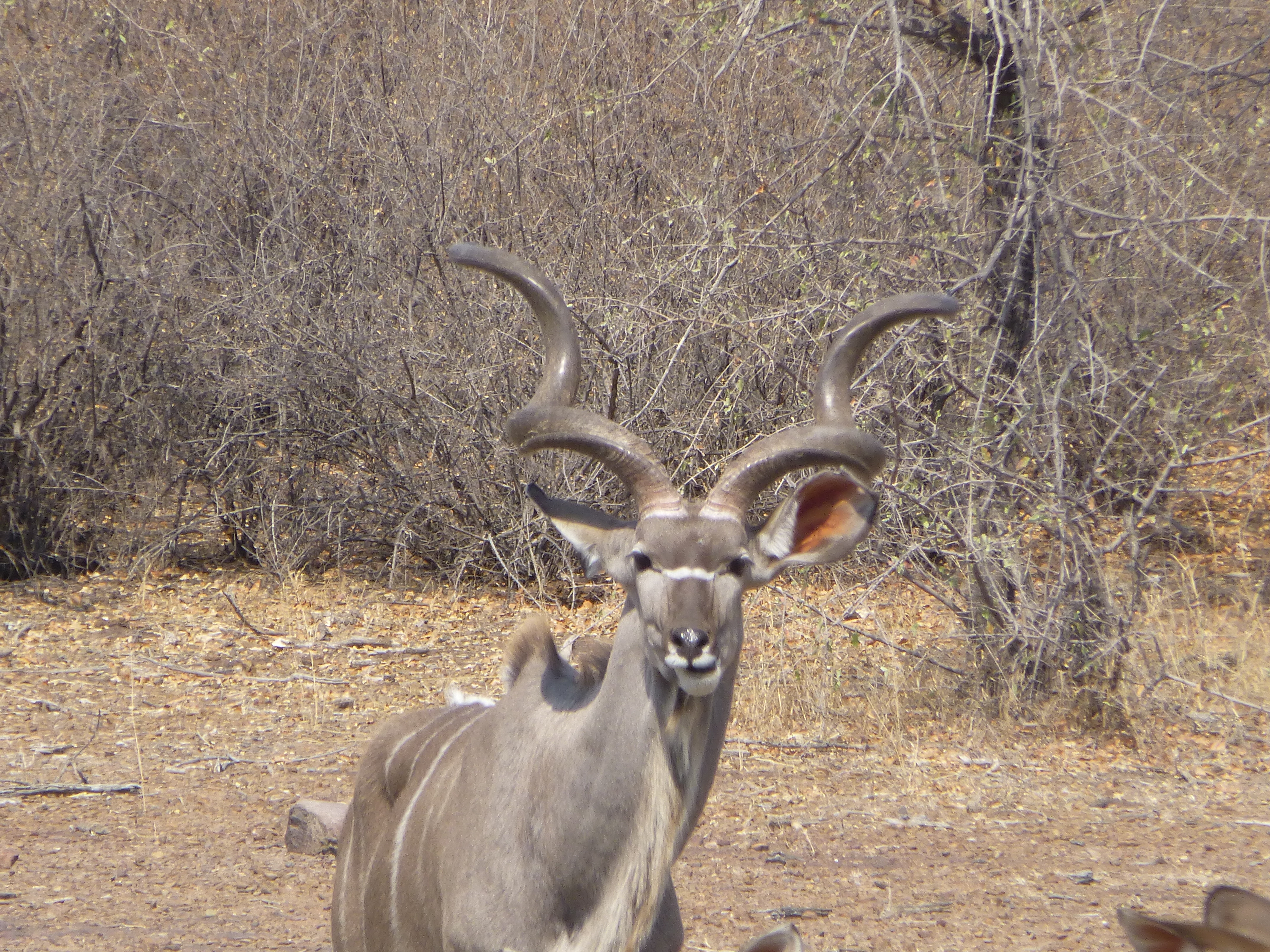 Kudu bull among the trees