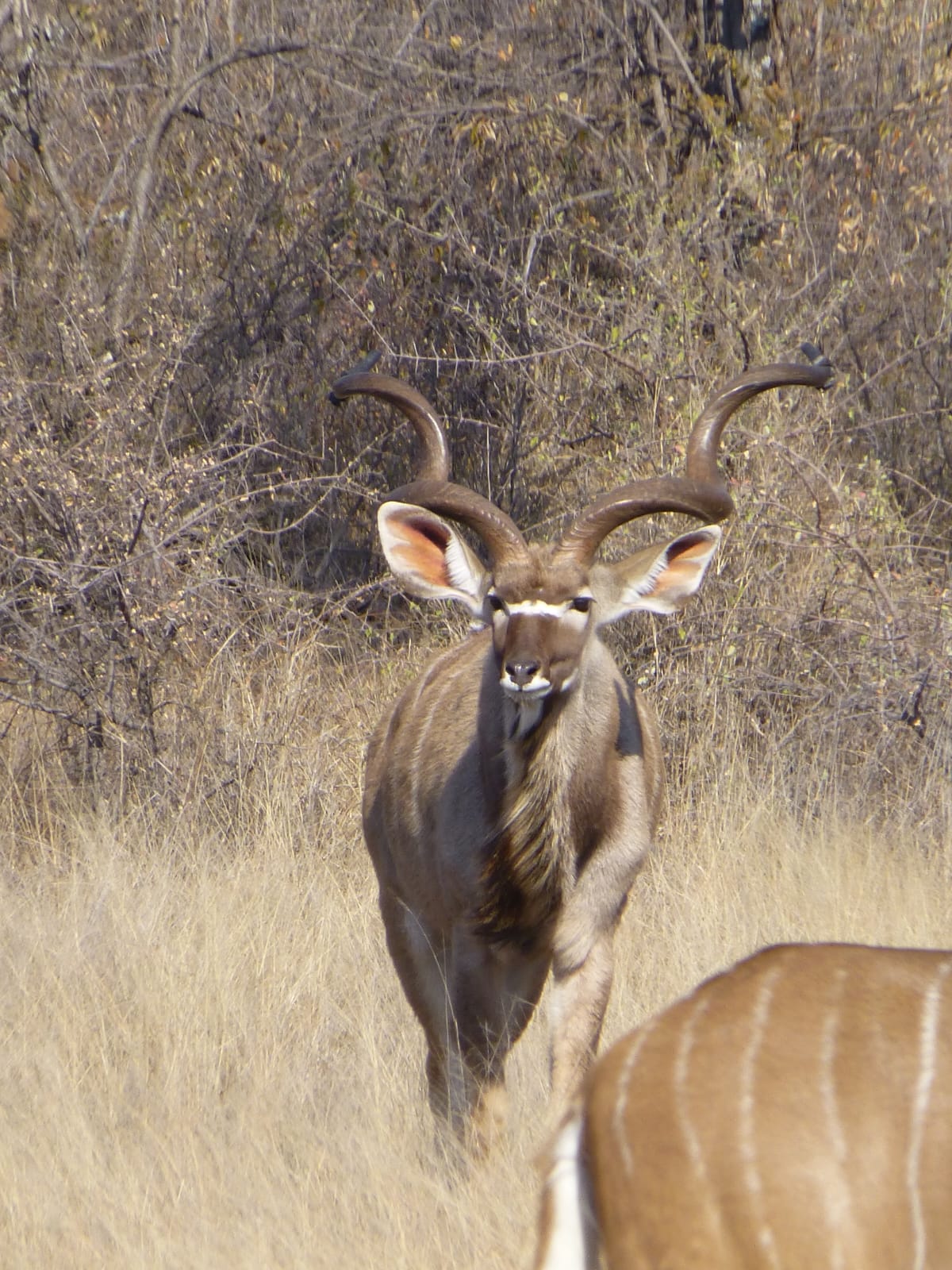 Mustang, a fast-growing 55-inch kudu bull