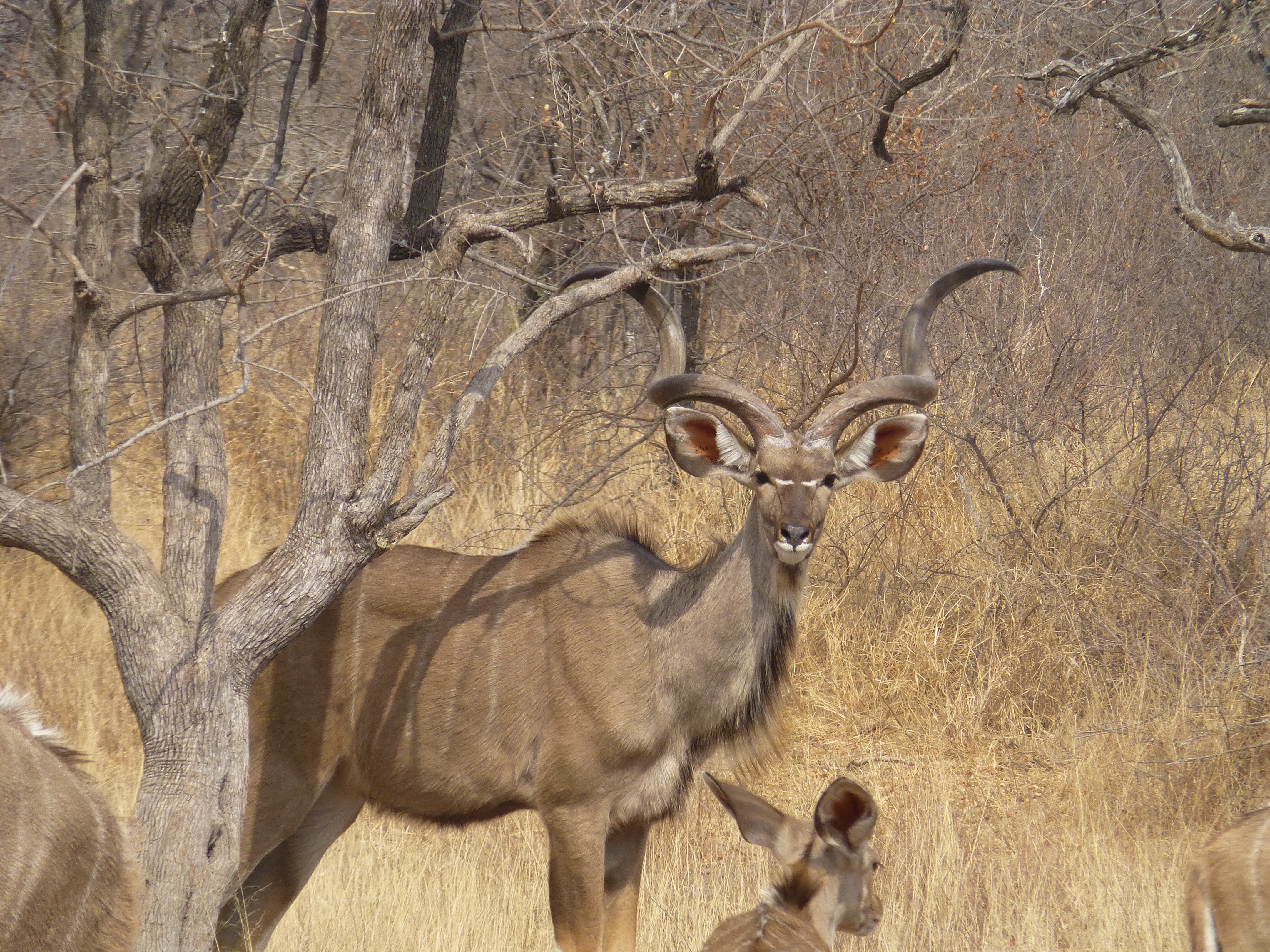 Prins, a 57¾-inch kudu bull with a narrow horn shape and deep spiral curls