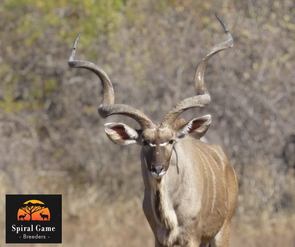 Promise, a 58-inch young kudu bull
