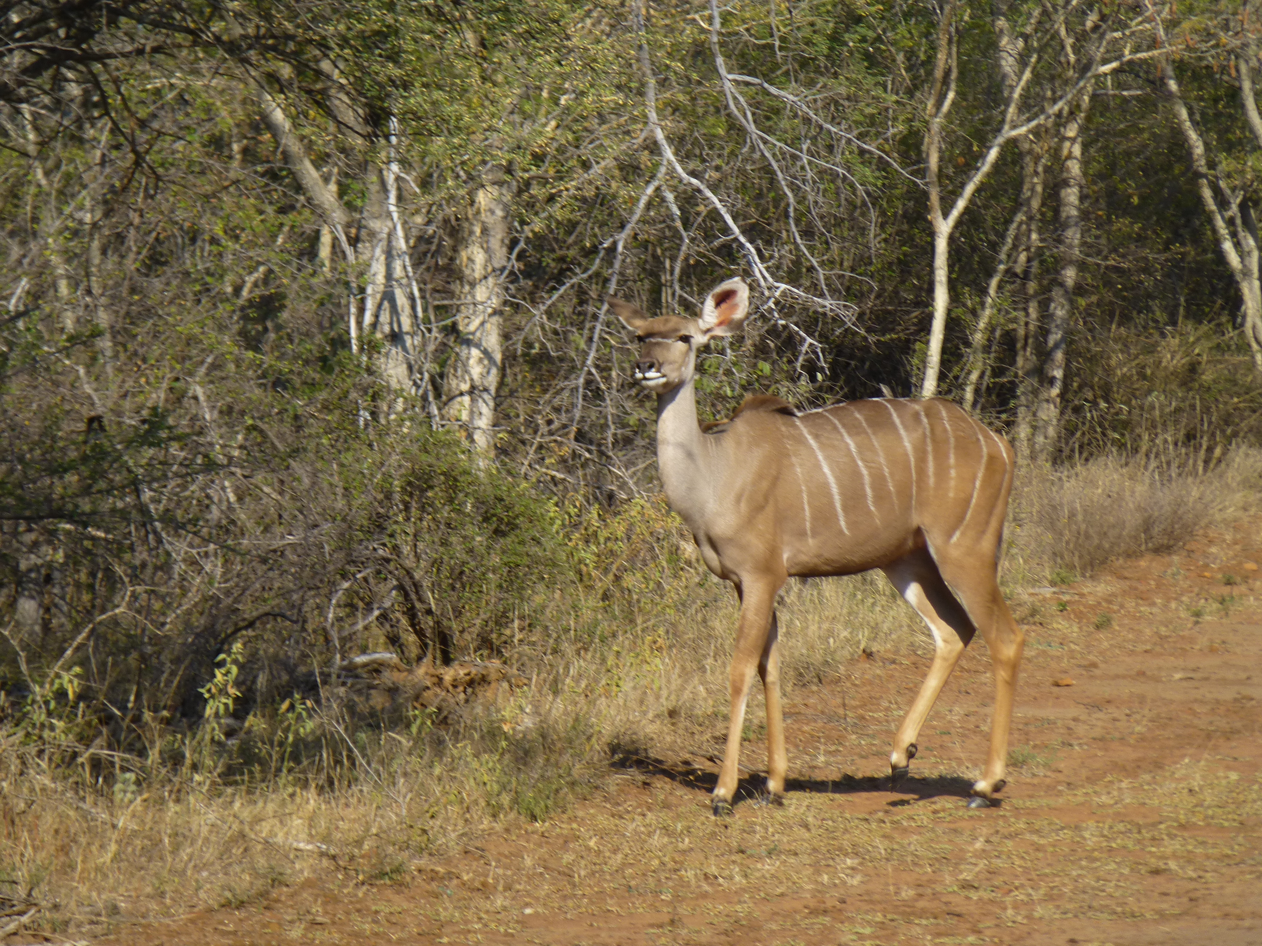 Kudu bull at Spiral Game Breeders