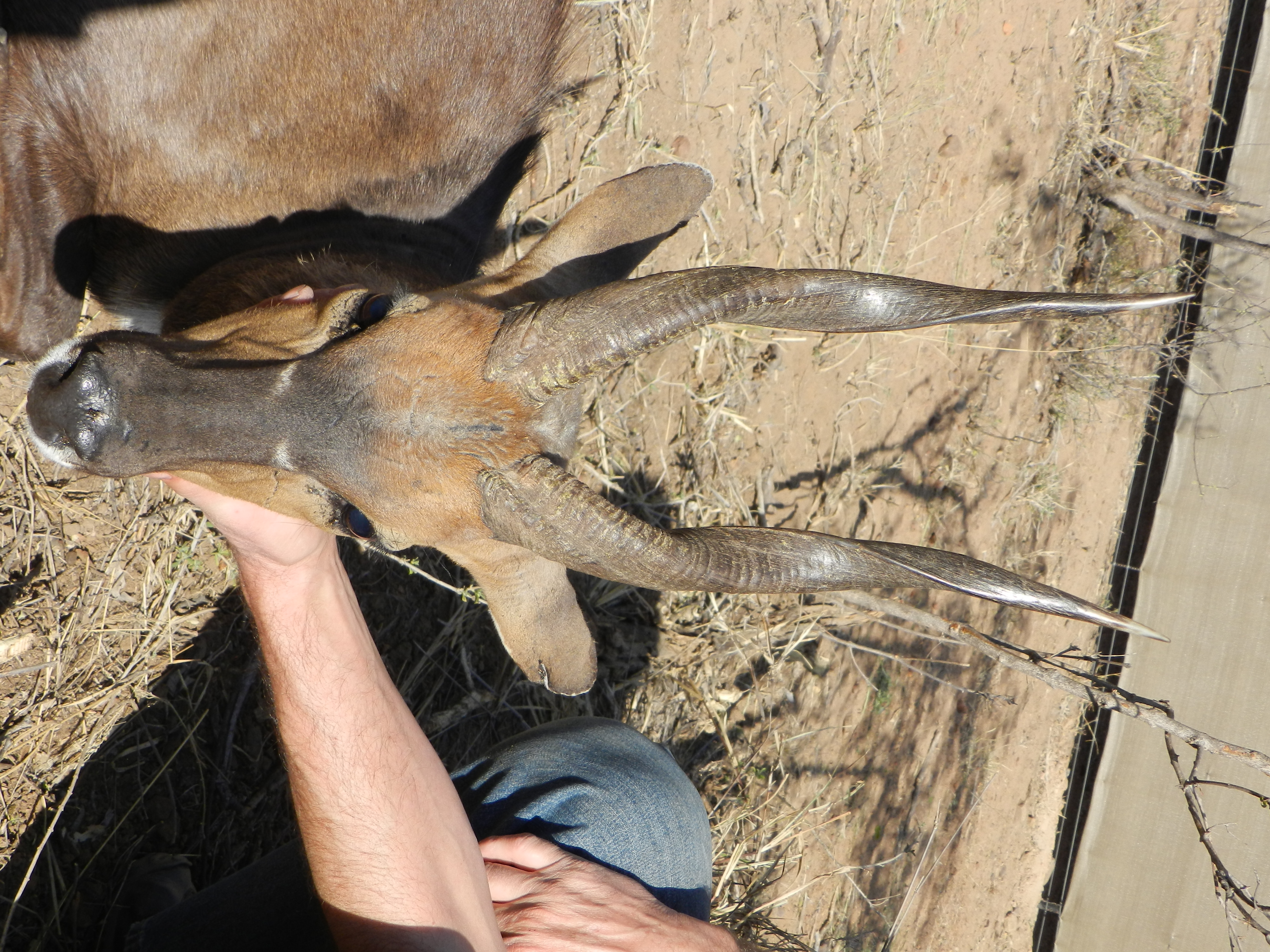 Bushbuck ram at Spiral Game Breeders