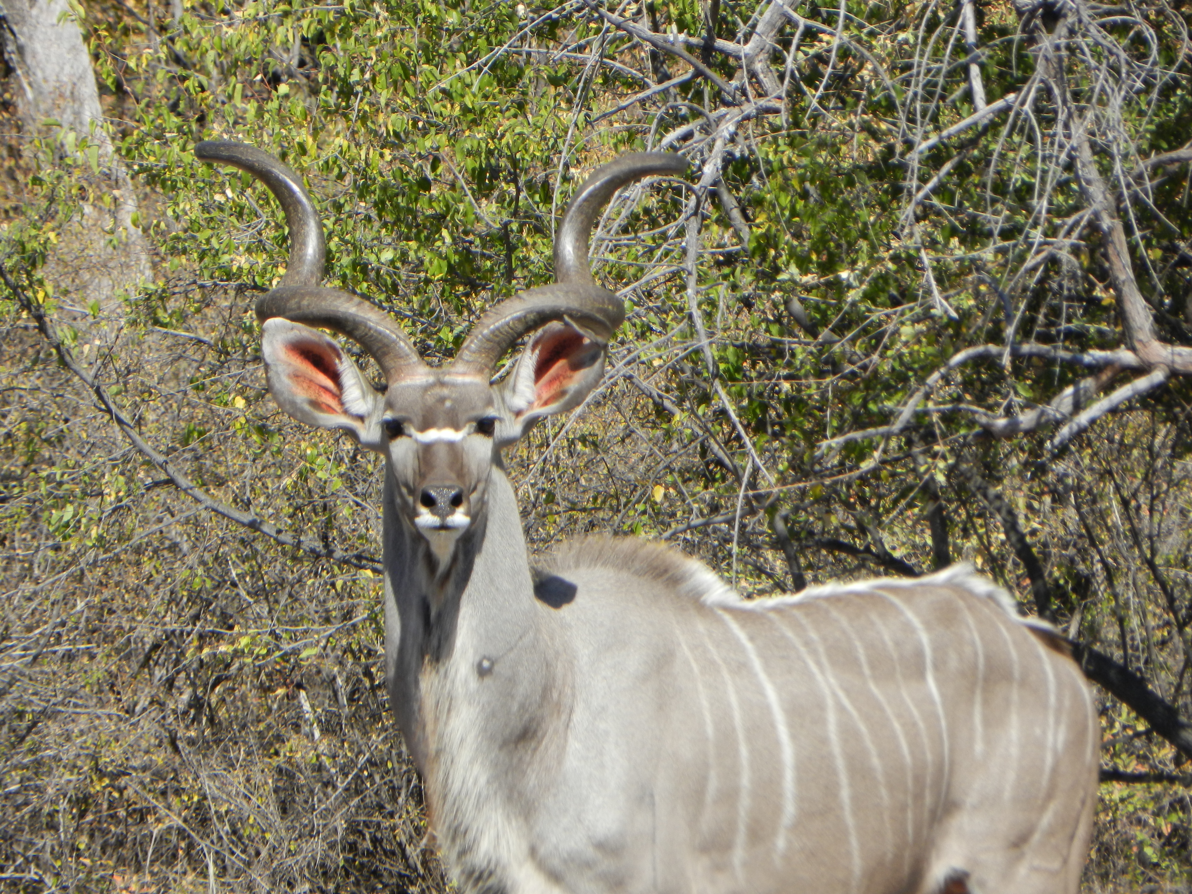 Kudu bull side profile showing horn curls