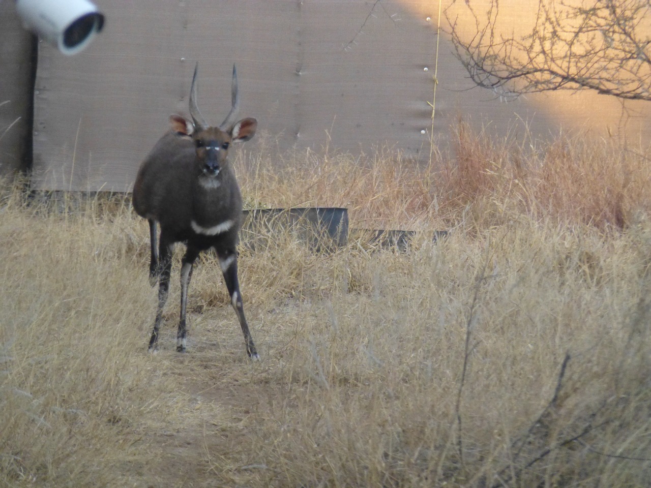 Bushbuck capturing facility beside the Matlabas river