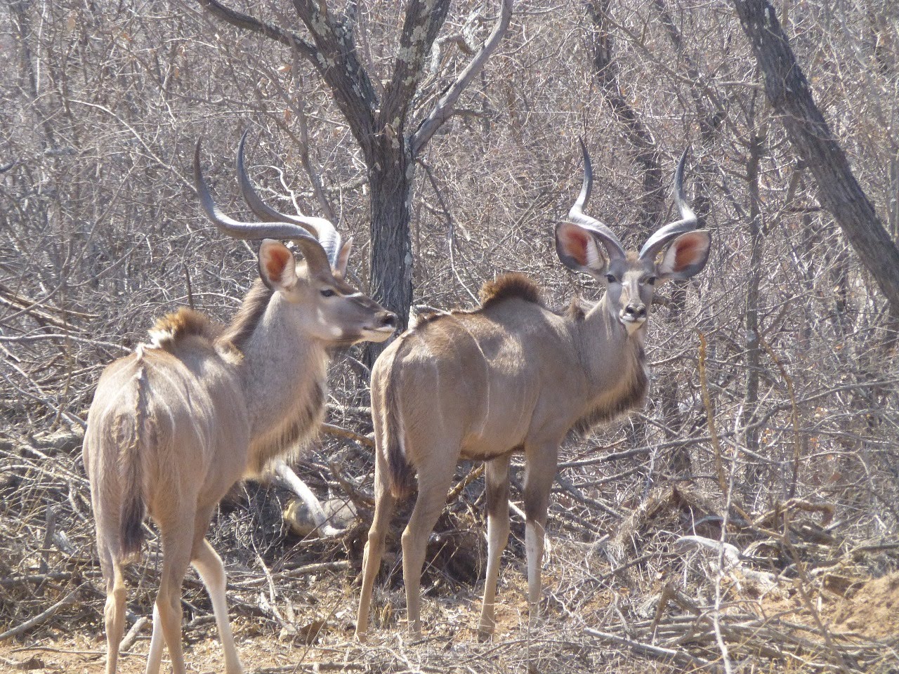 Young kudu bulls in the new bull camp
