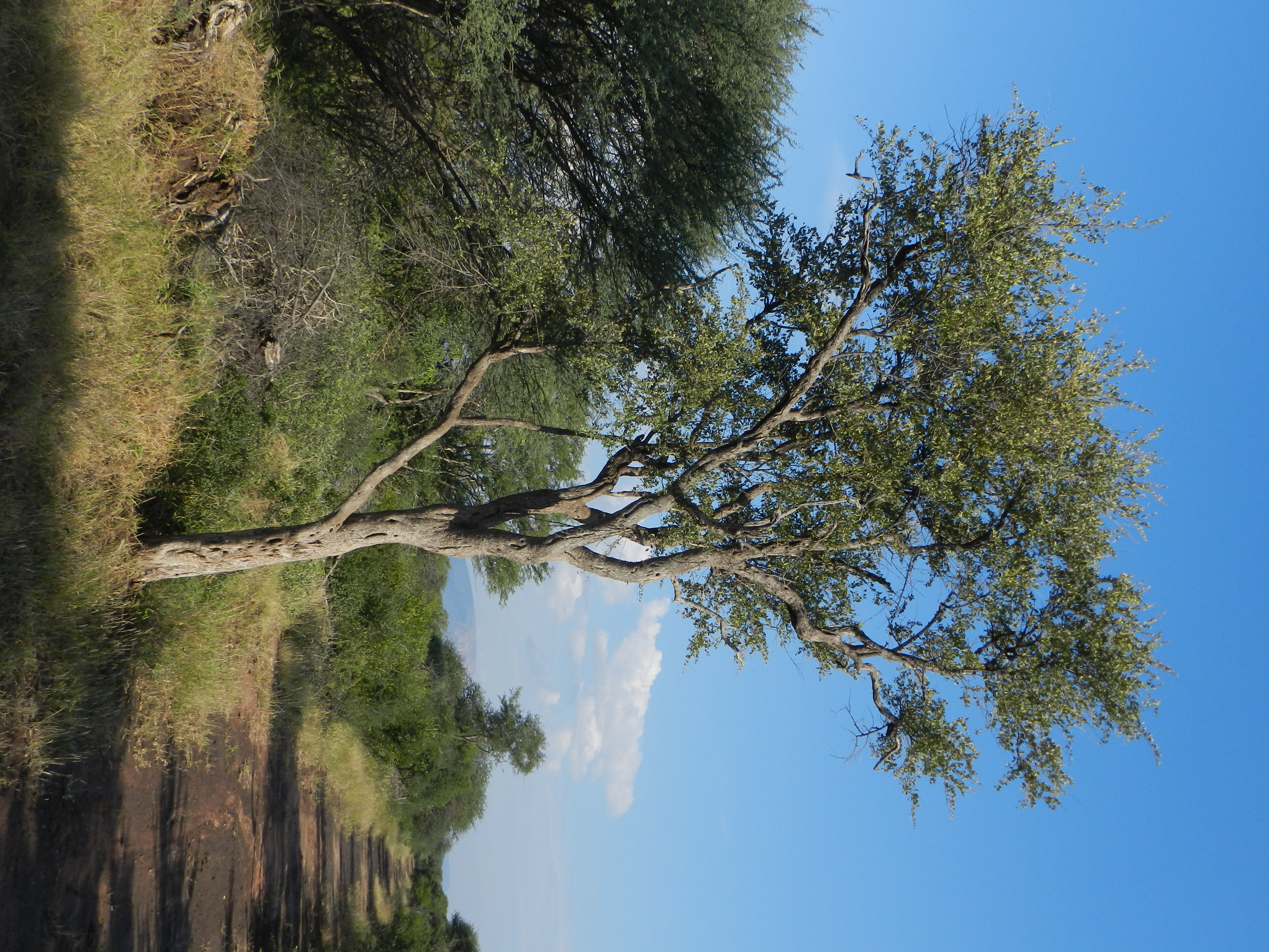 A Limpopo bushbuck ram in the bush