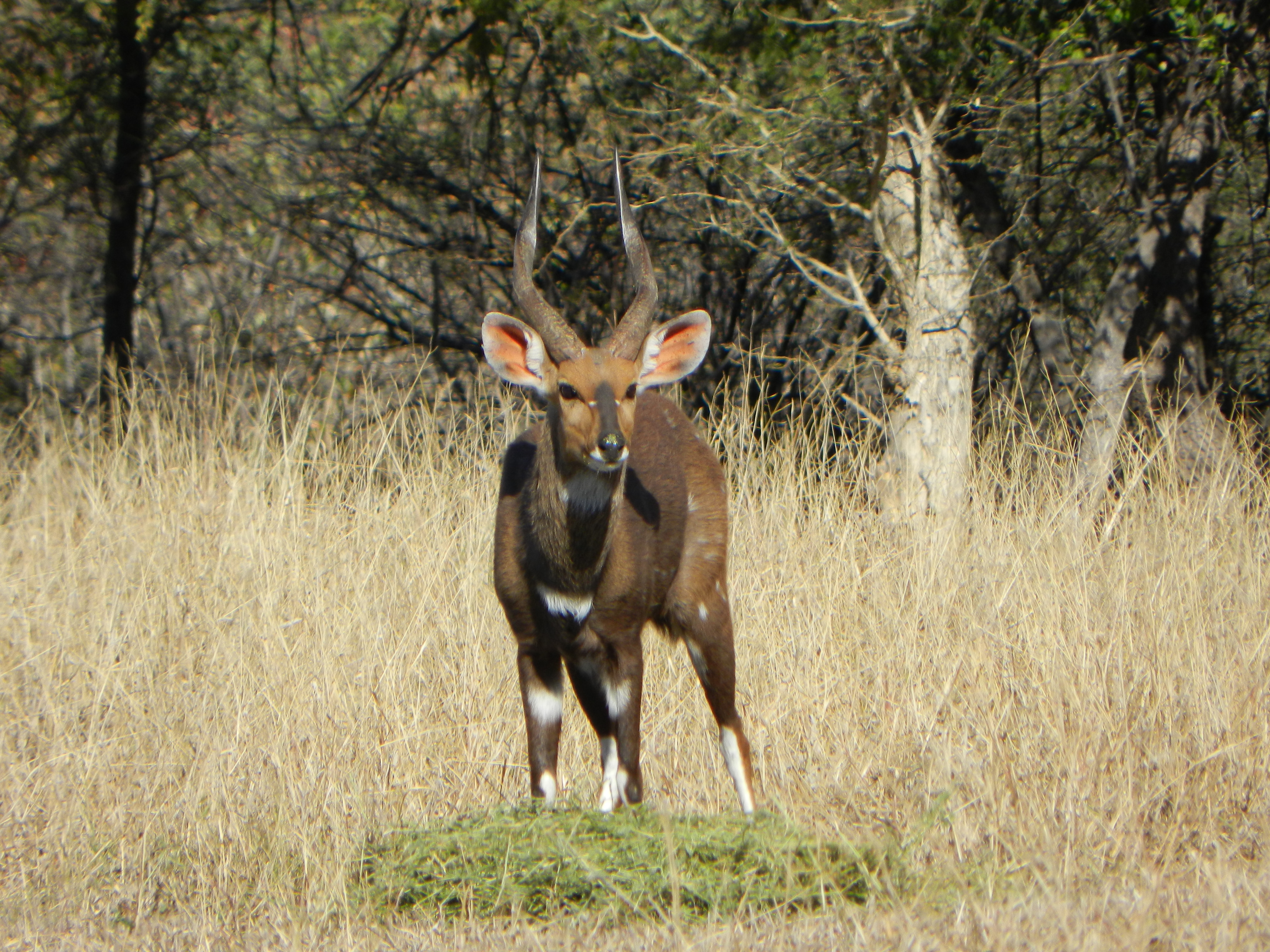 Lusaka, a 16-inch-plus young bushbuck breeding ram