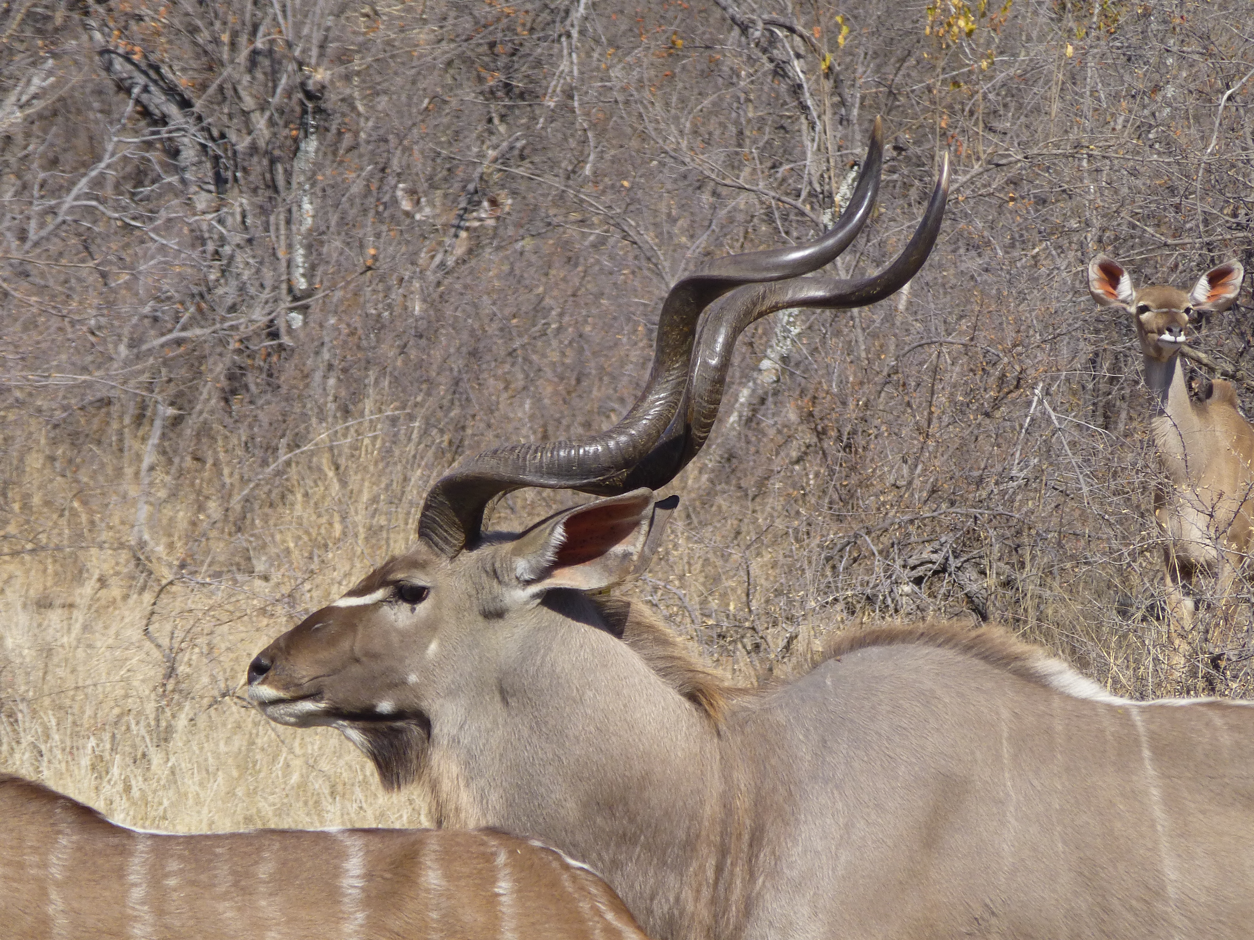 Kudu bull grazing in the bushveld
