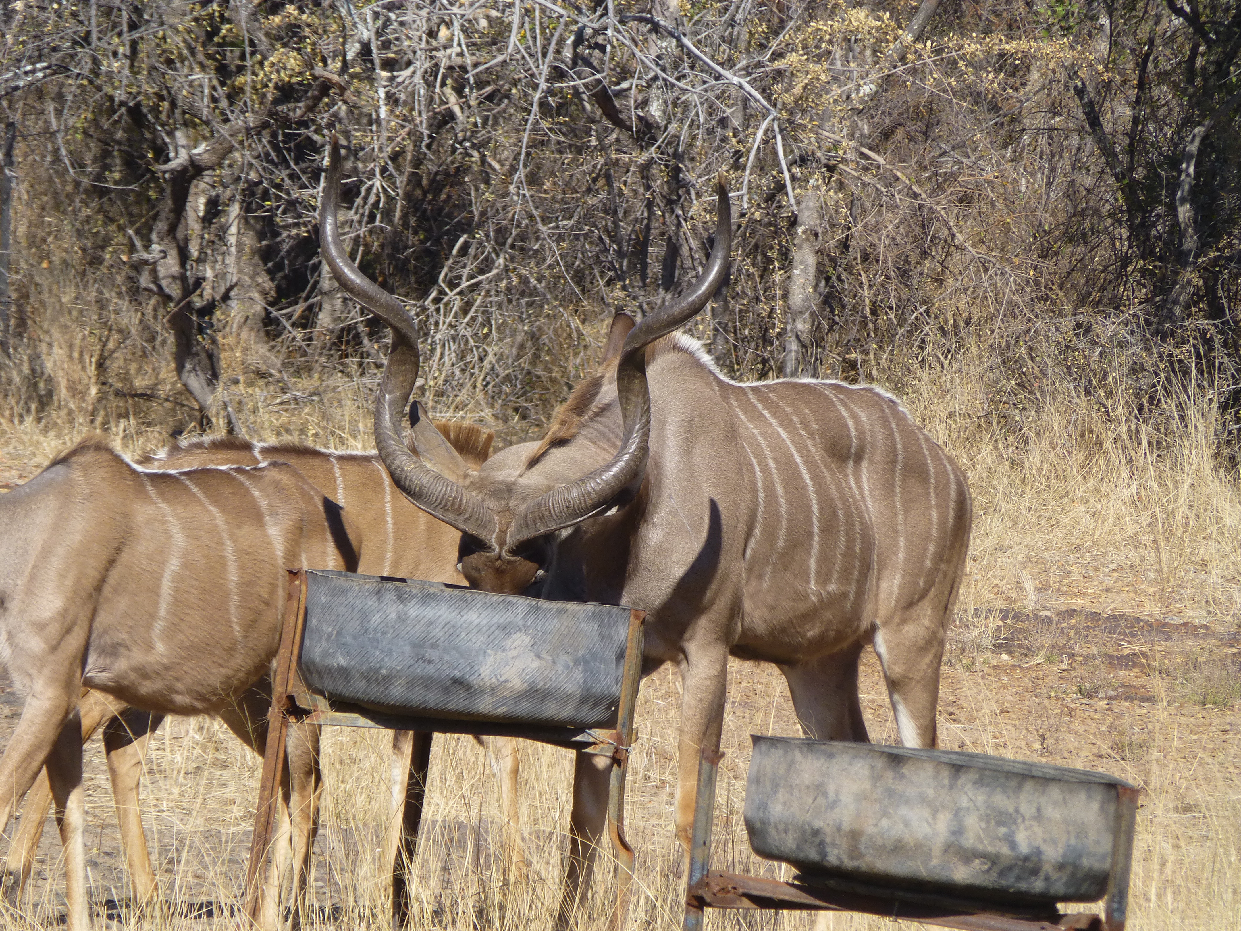 Kudu bull grazing