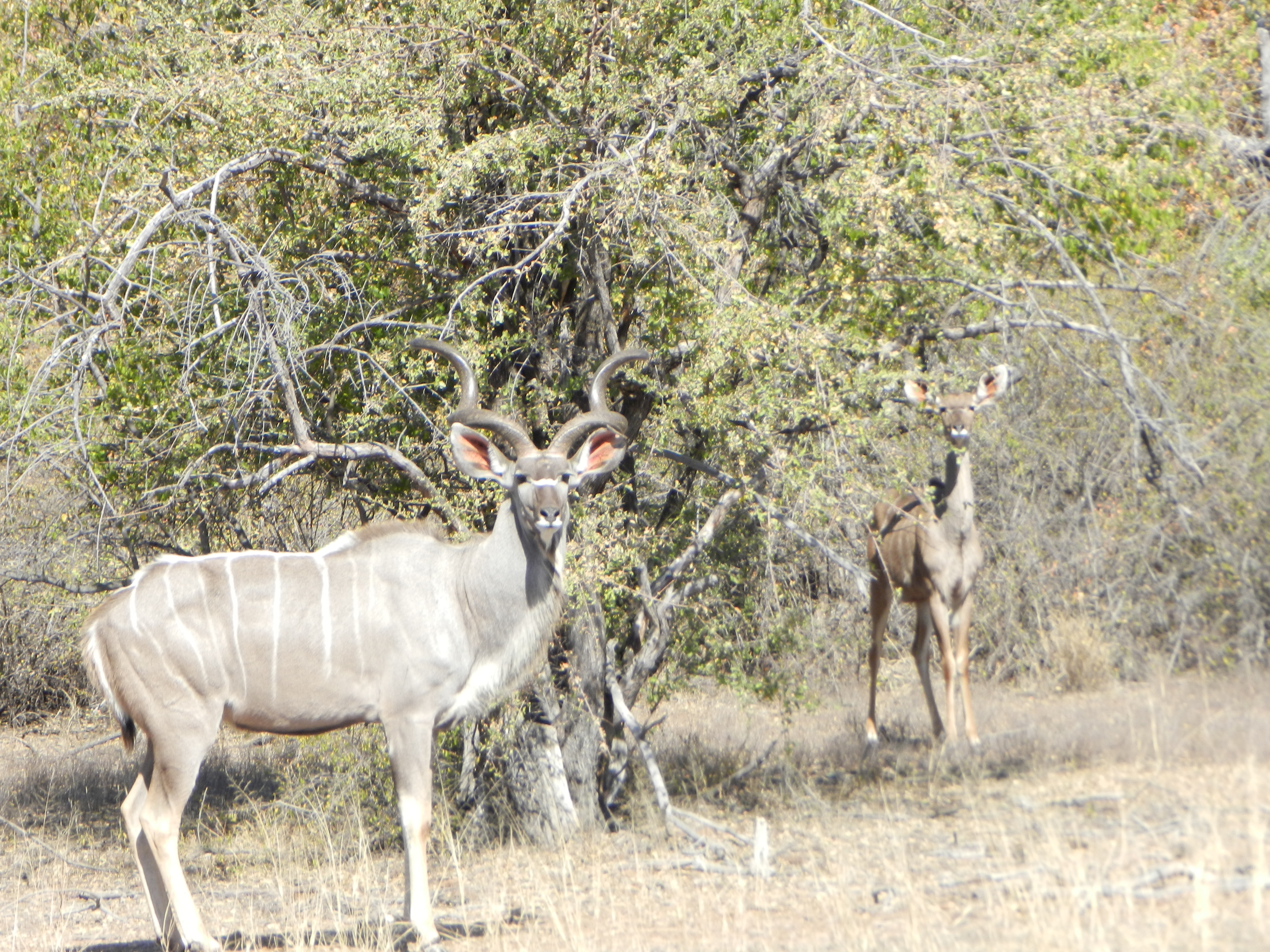 Kudu in the Spiral Game Breeders camp