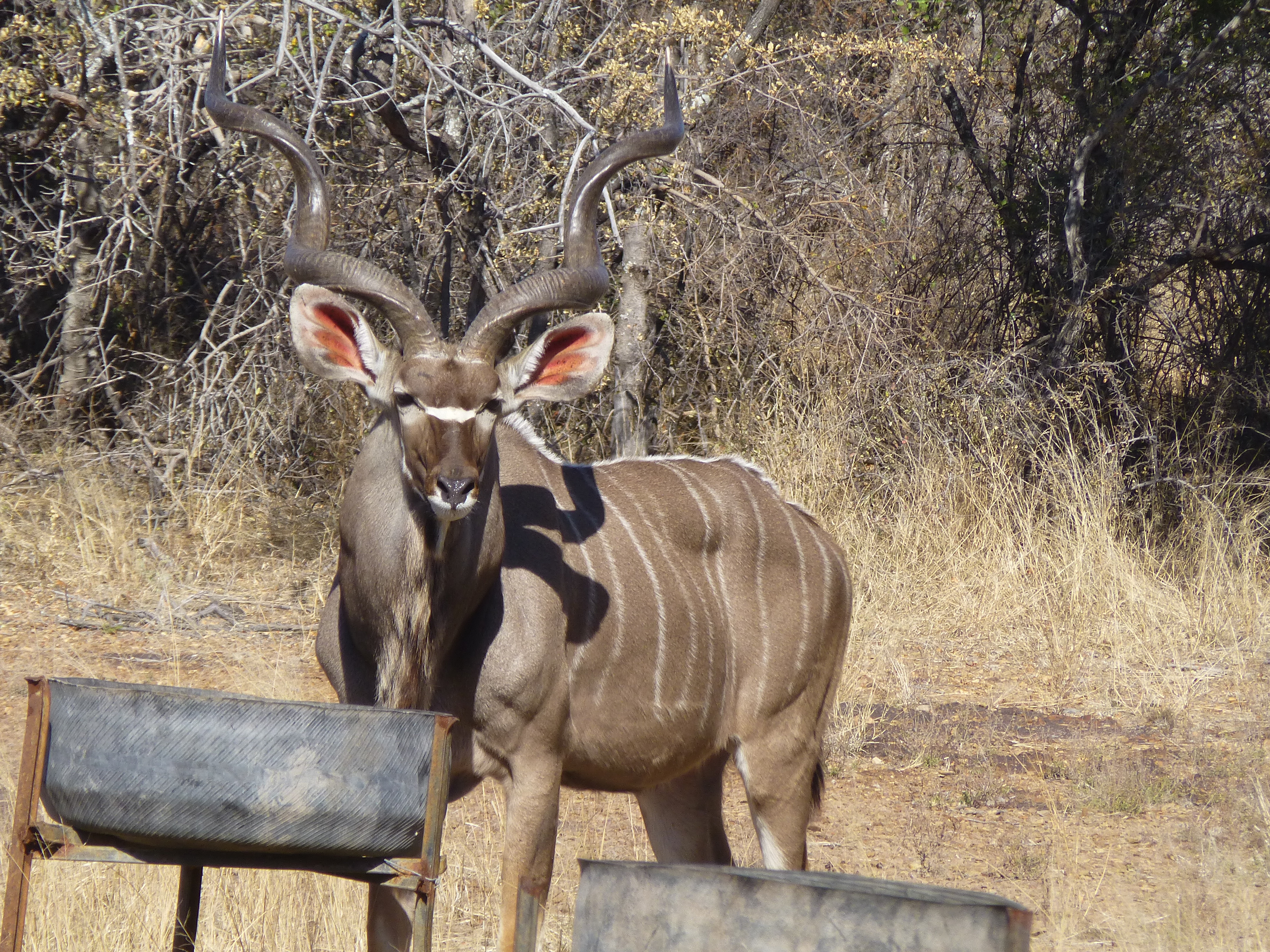 Kudu bull with spiralling horns