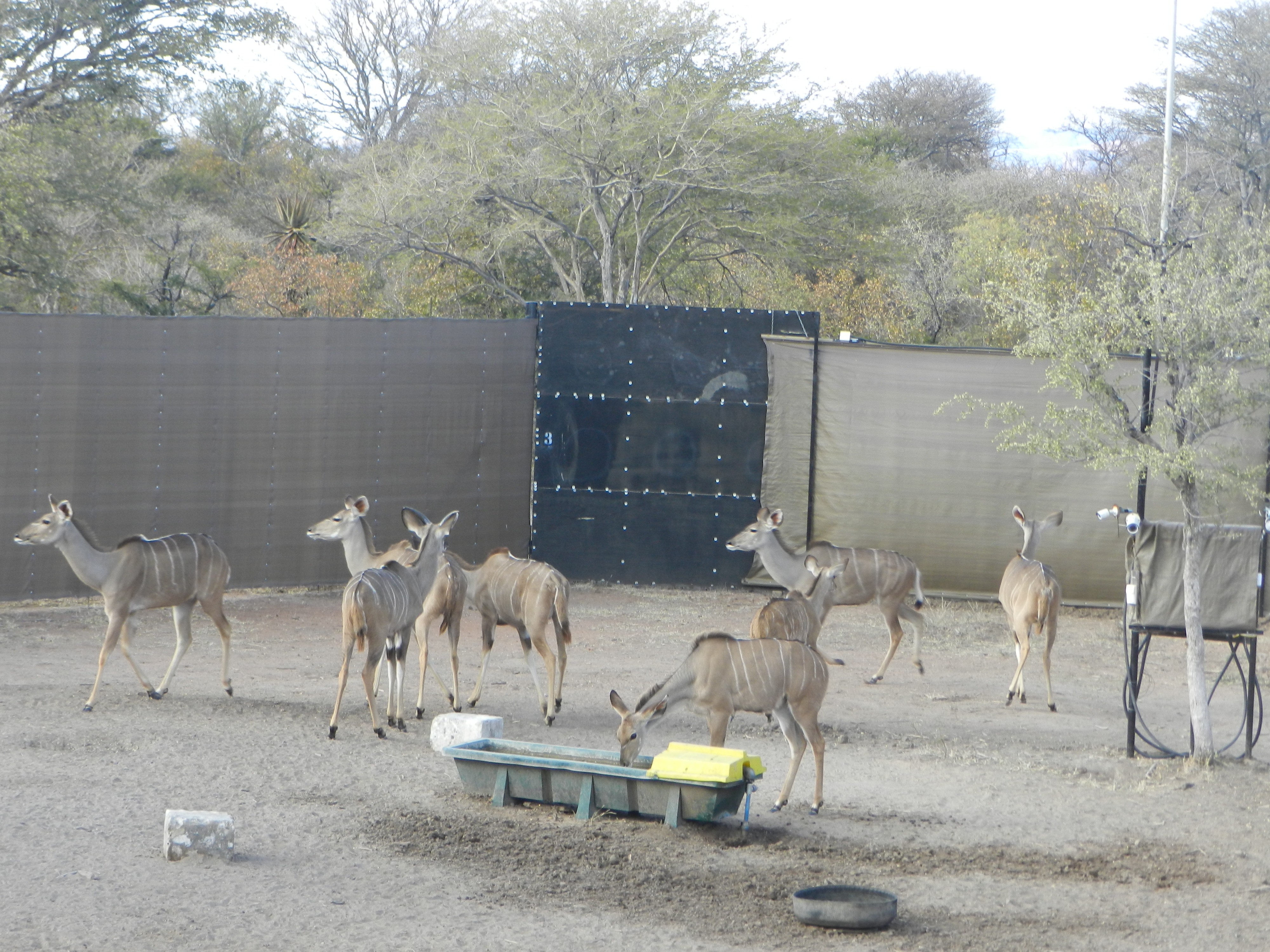 CCTV-monitored kudu capturing facility