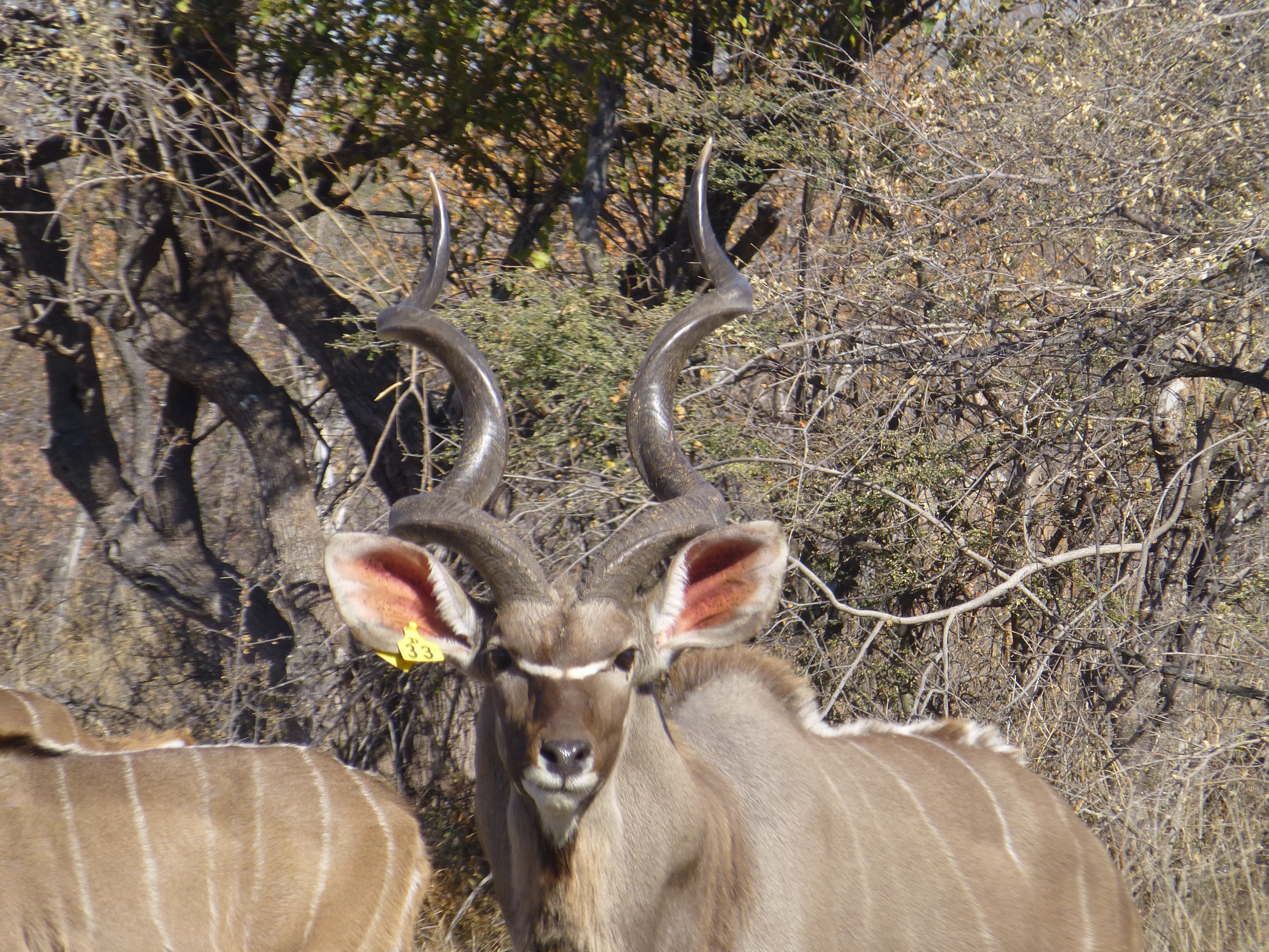 Kudu bull in the breeding camp