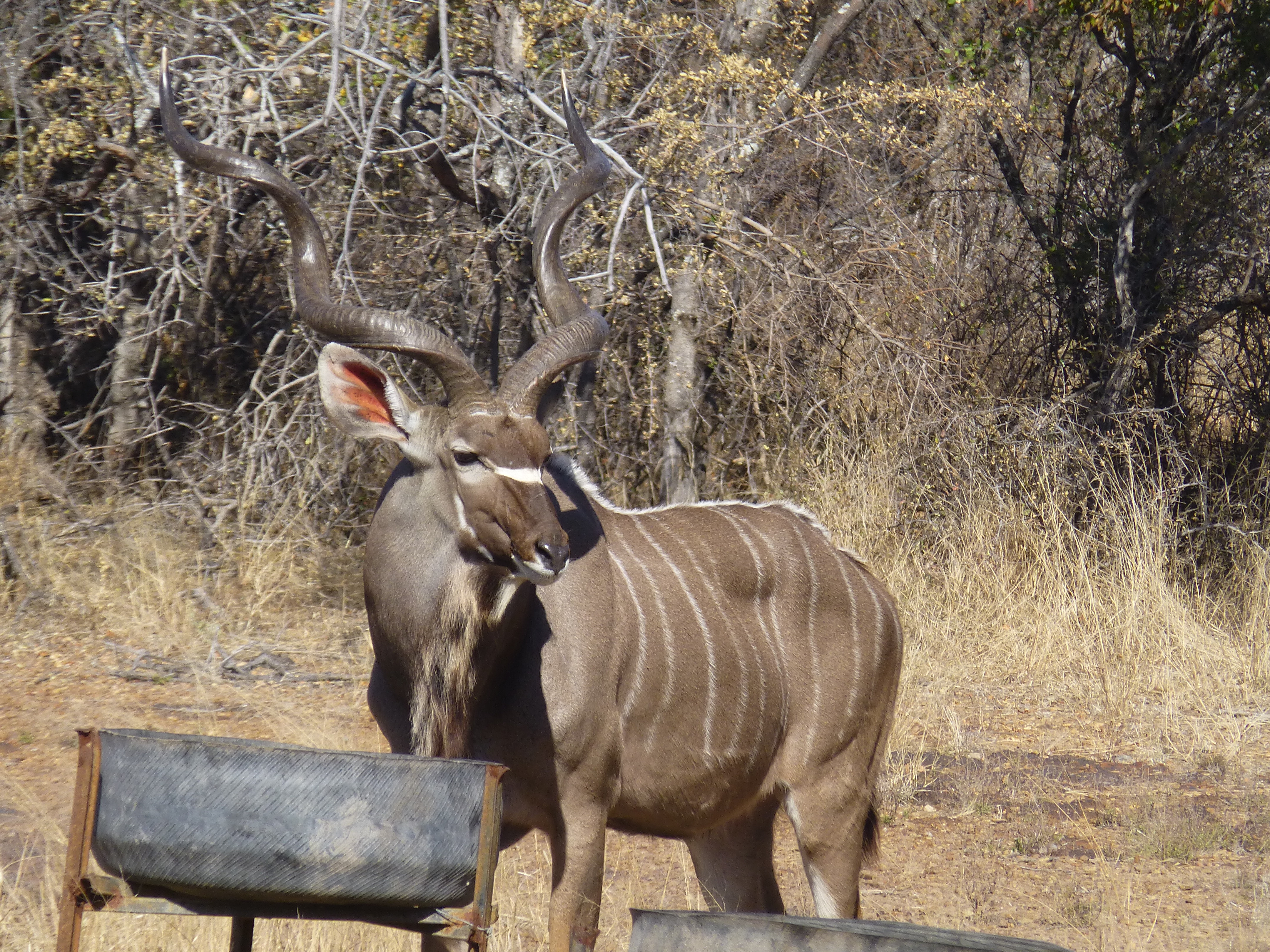 Kudu in the bush at Spiral Game Breeders