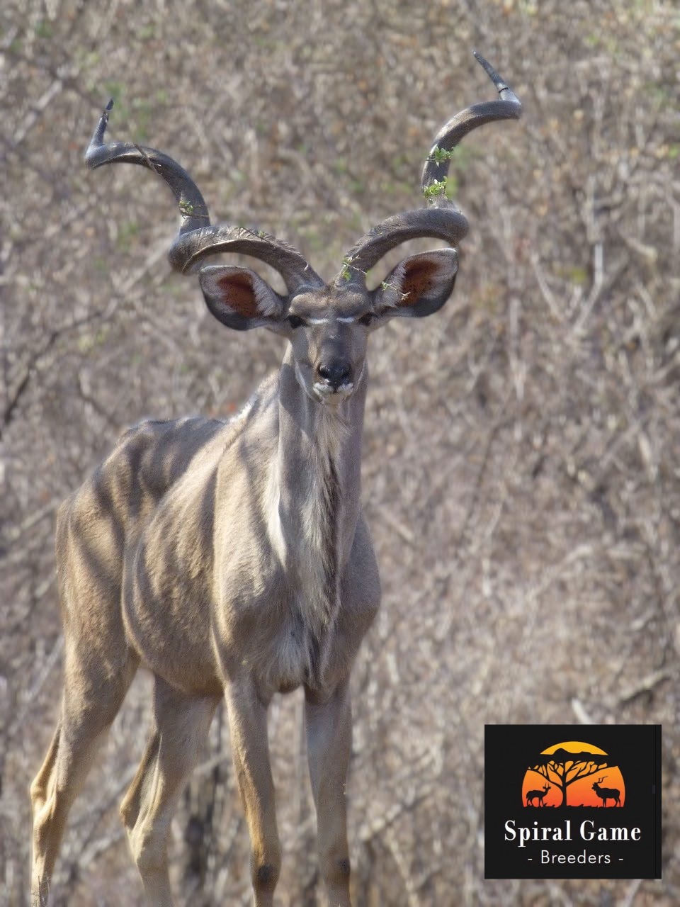 Phenduka, a 52-inch kudu bull with deep curls and perfect horn shape