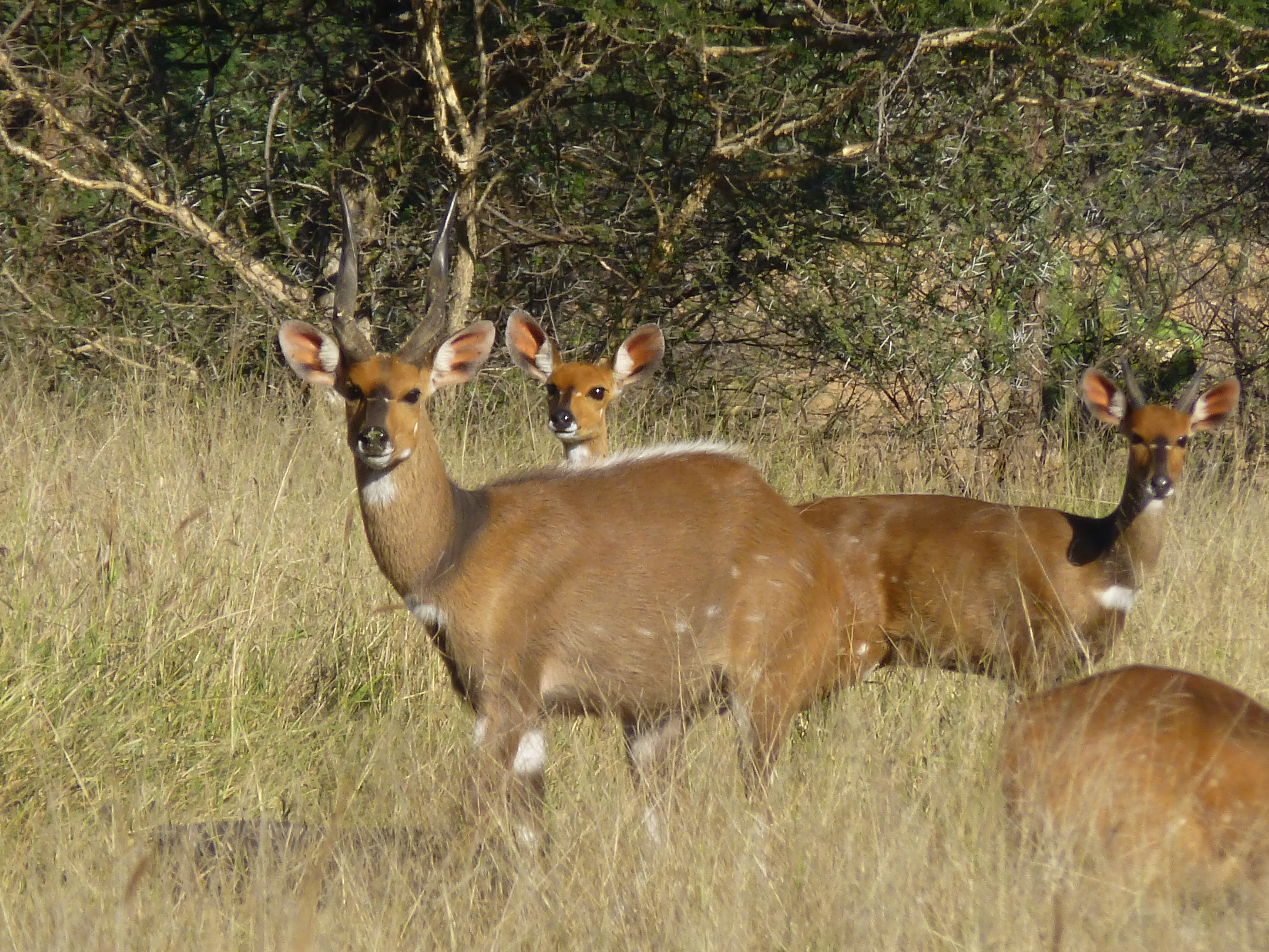 Bushbuck ram in the Limpopo bush