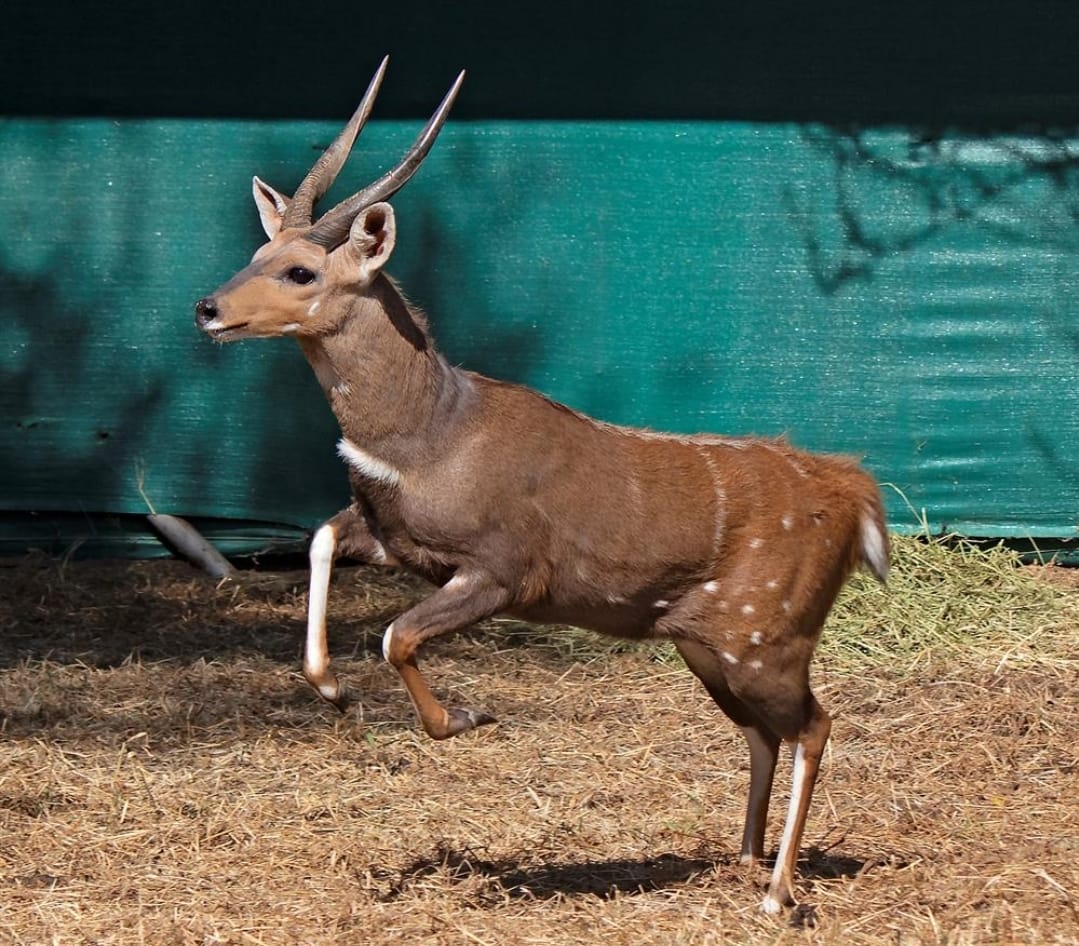 Bushbuck ram in the bush