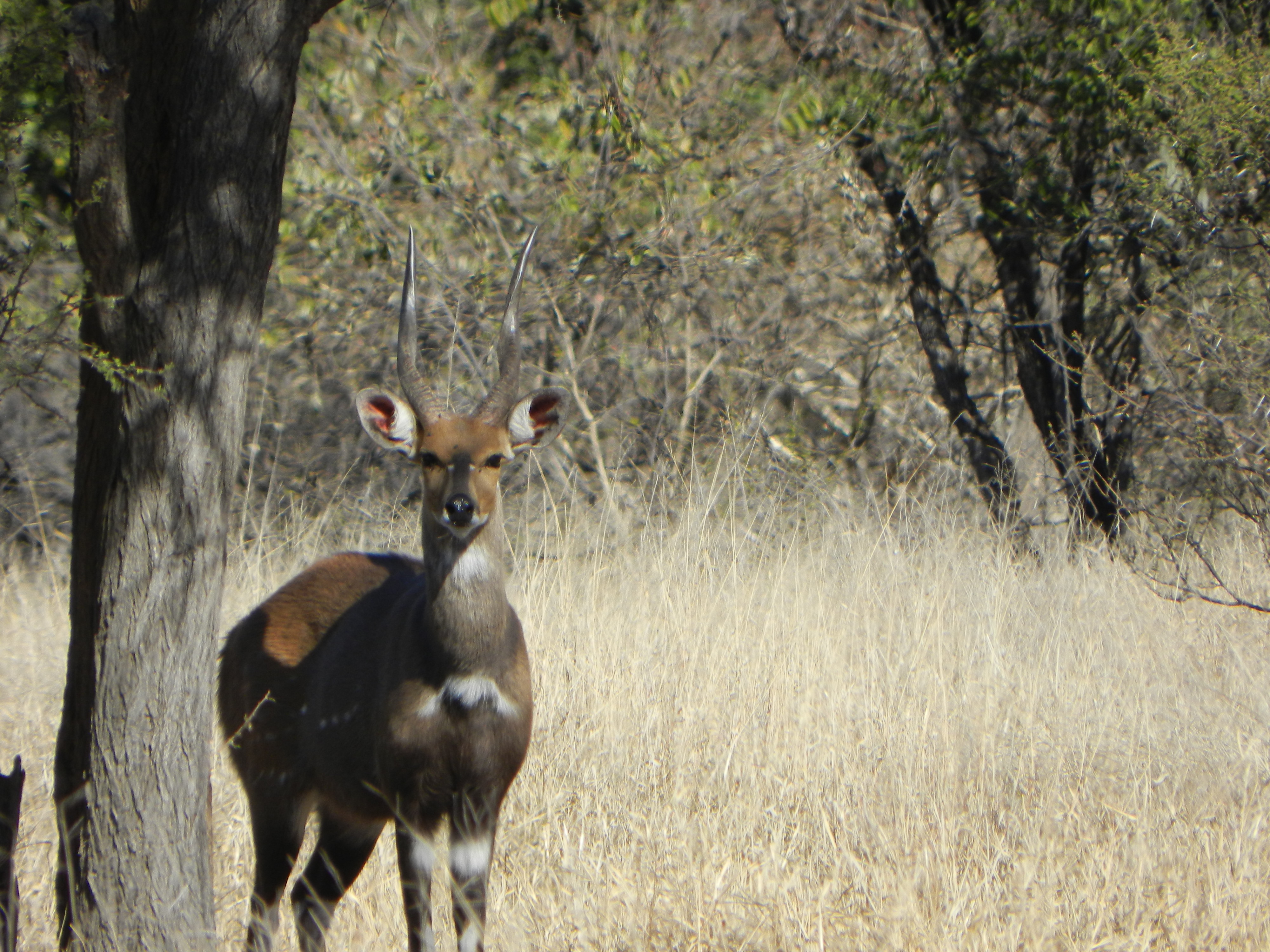 Limpopo bushbuck ram in the breeding camp