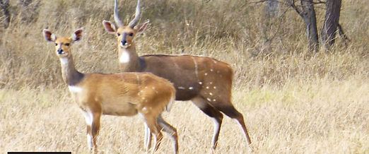 Bushbuck cover