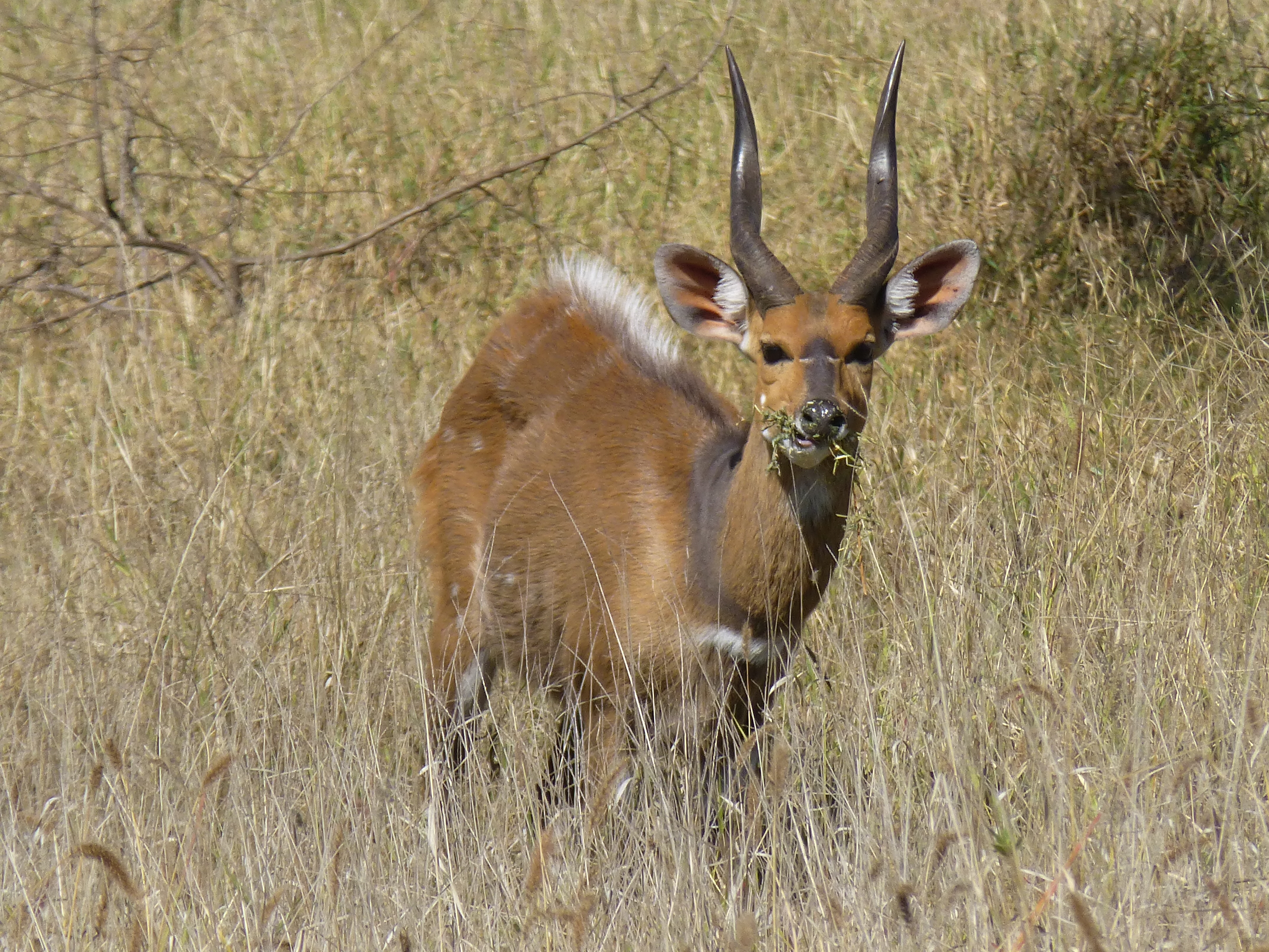 Bushbuck ram showing horn shape