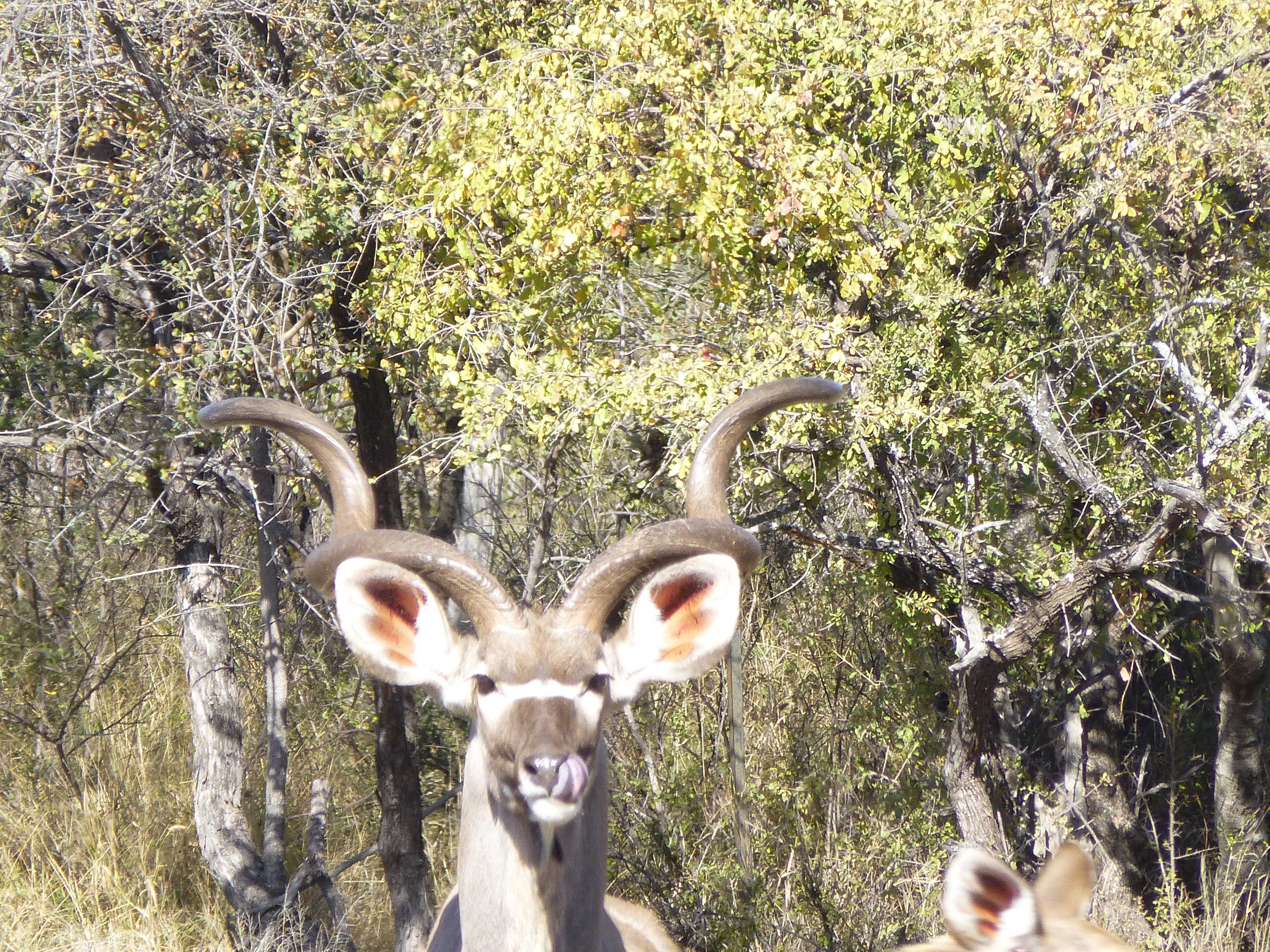 Spiral Game Breeders kudu cows in the bush