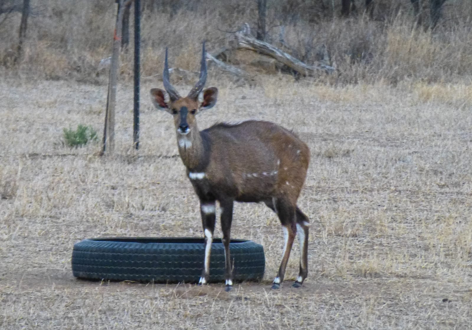 Veliko, a bushbuck ram with symmetrical 14.5-inch horns