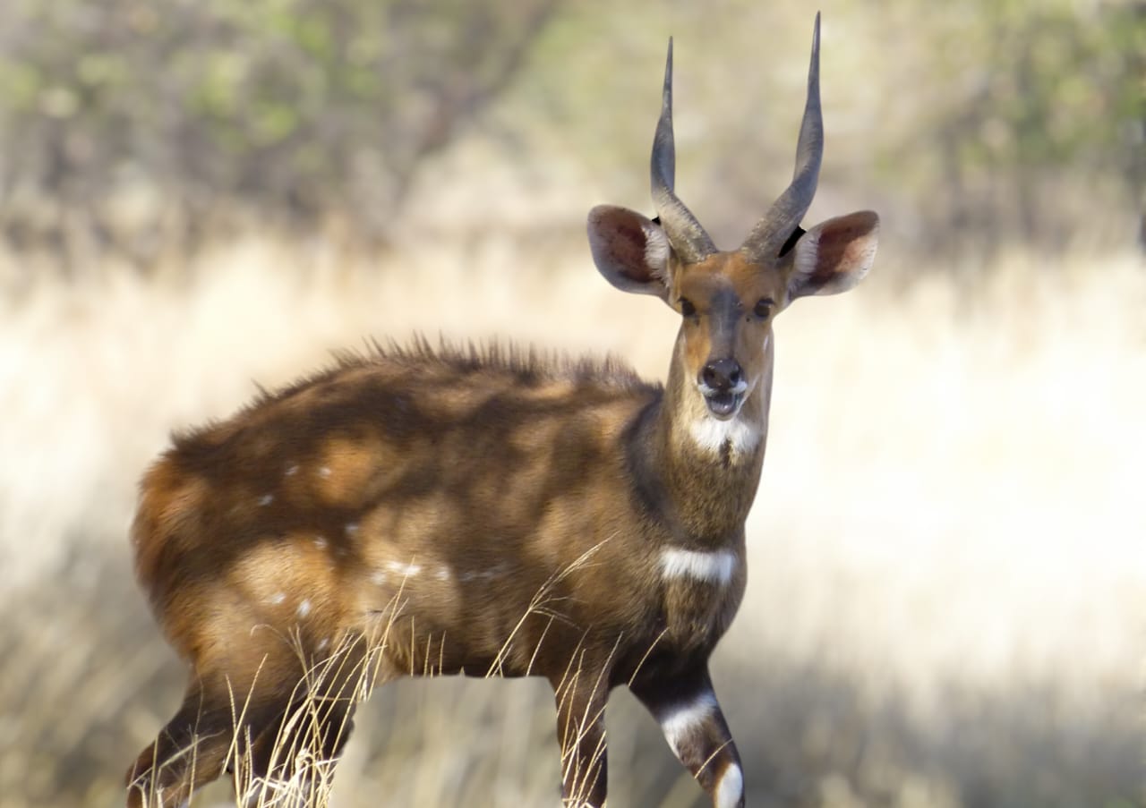 Kwena, a 13⅞-inch bushbuck ram with Thaba Tholo genetics
