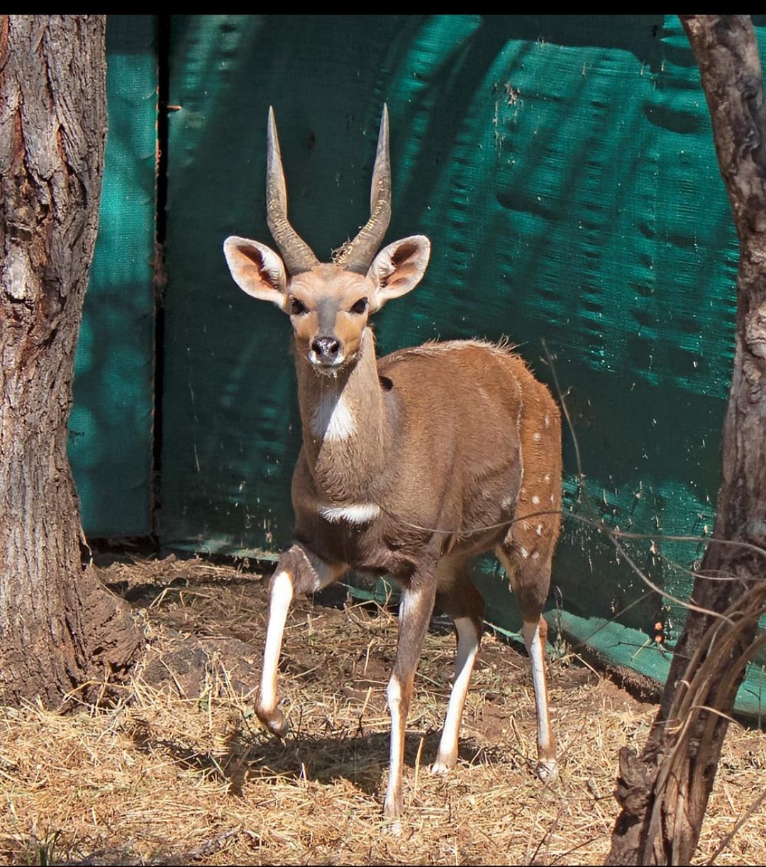 Bushbuck ram side profile