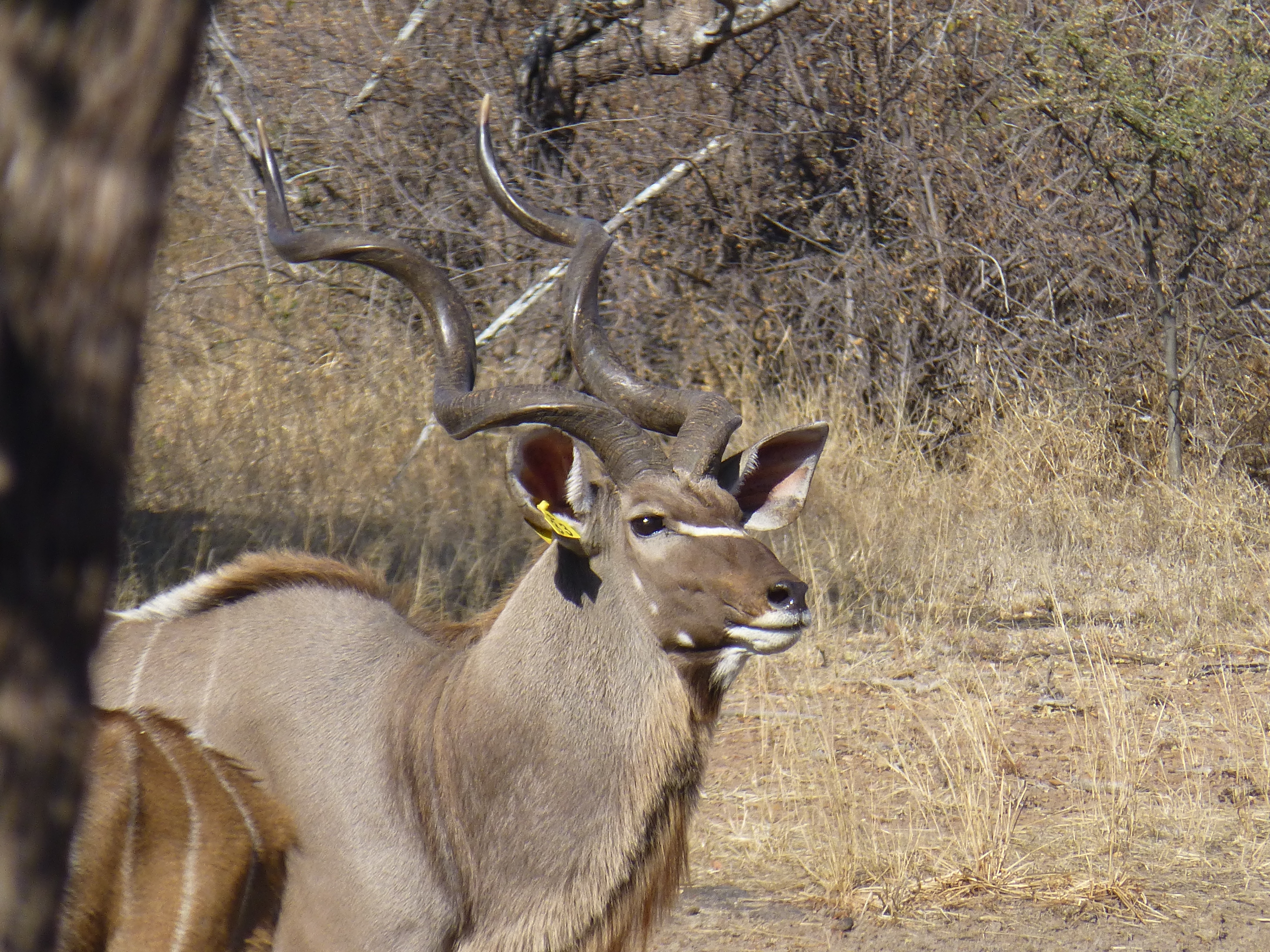 Kudu bull with deep spiral horns