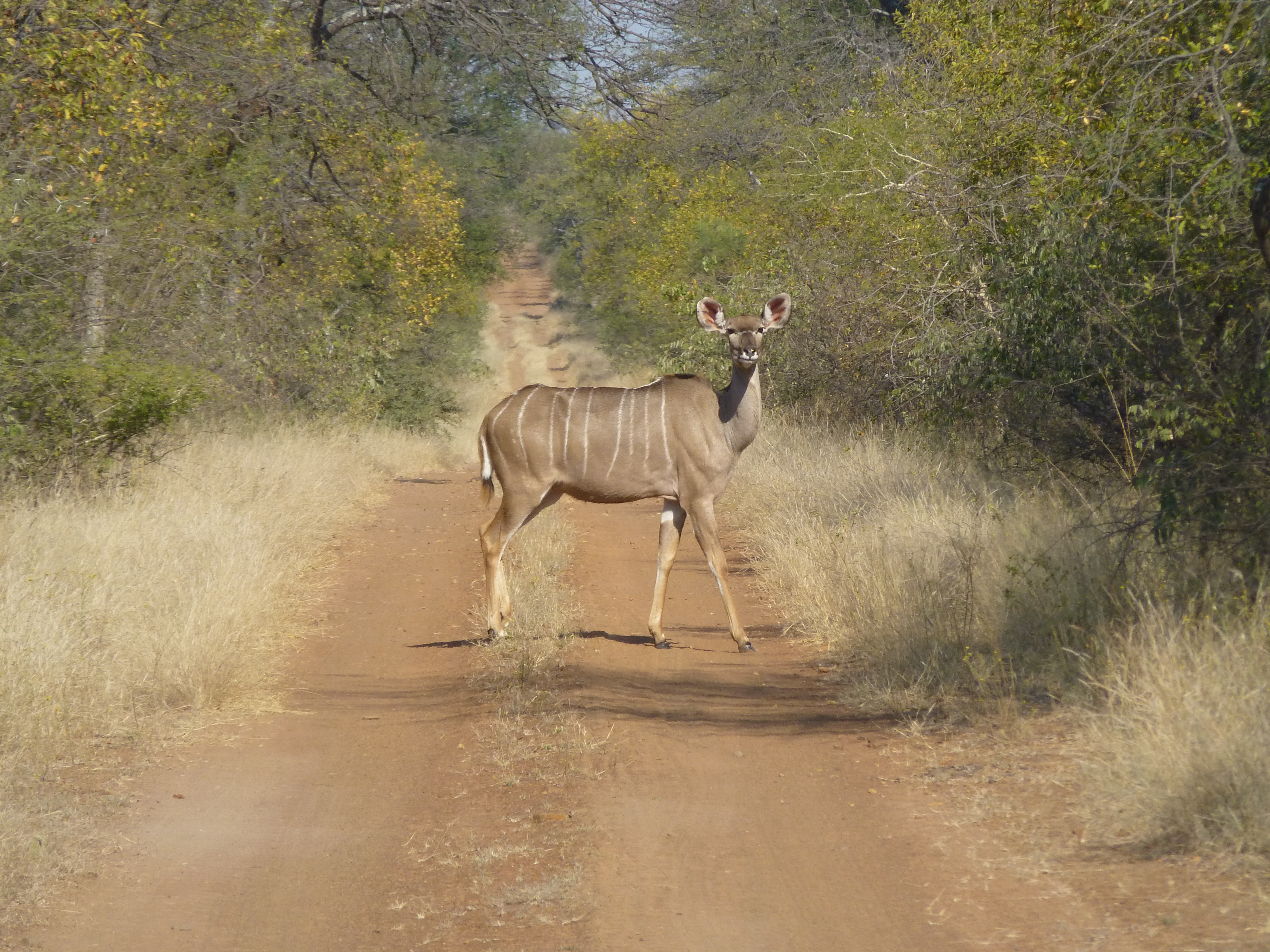 Kudu bull showing deep horn curls