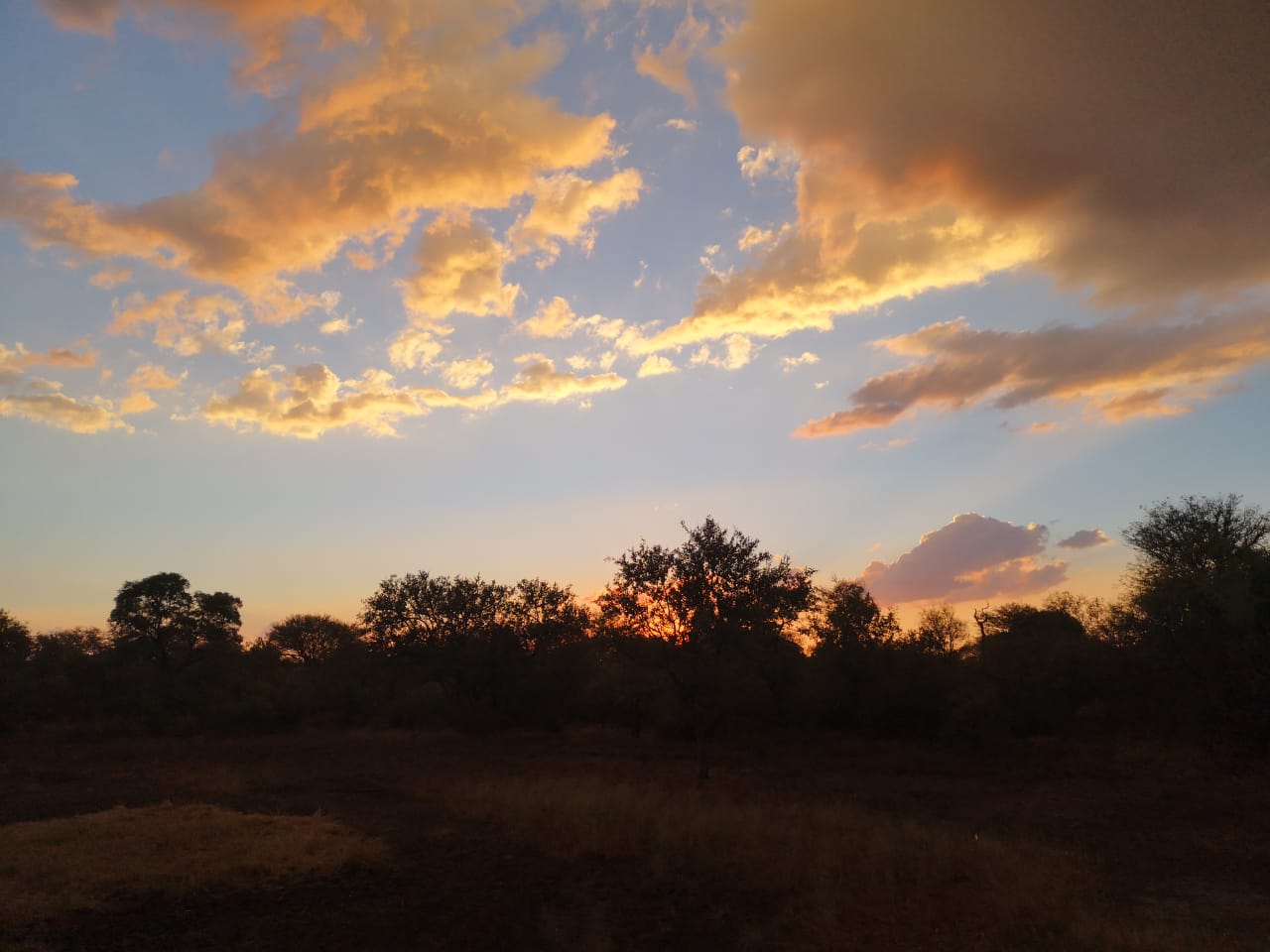 Texas, our flagship 17⅛-inch bushbuck ram with thick bases