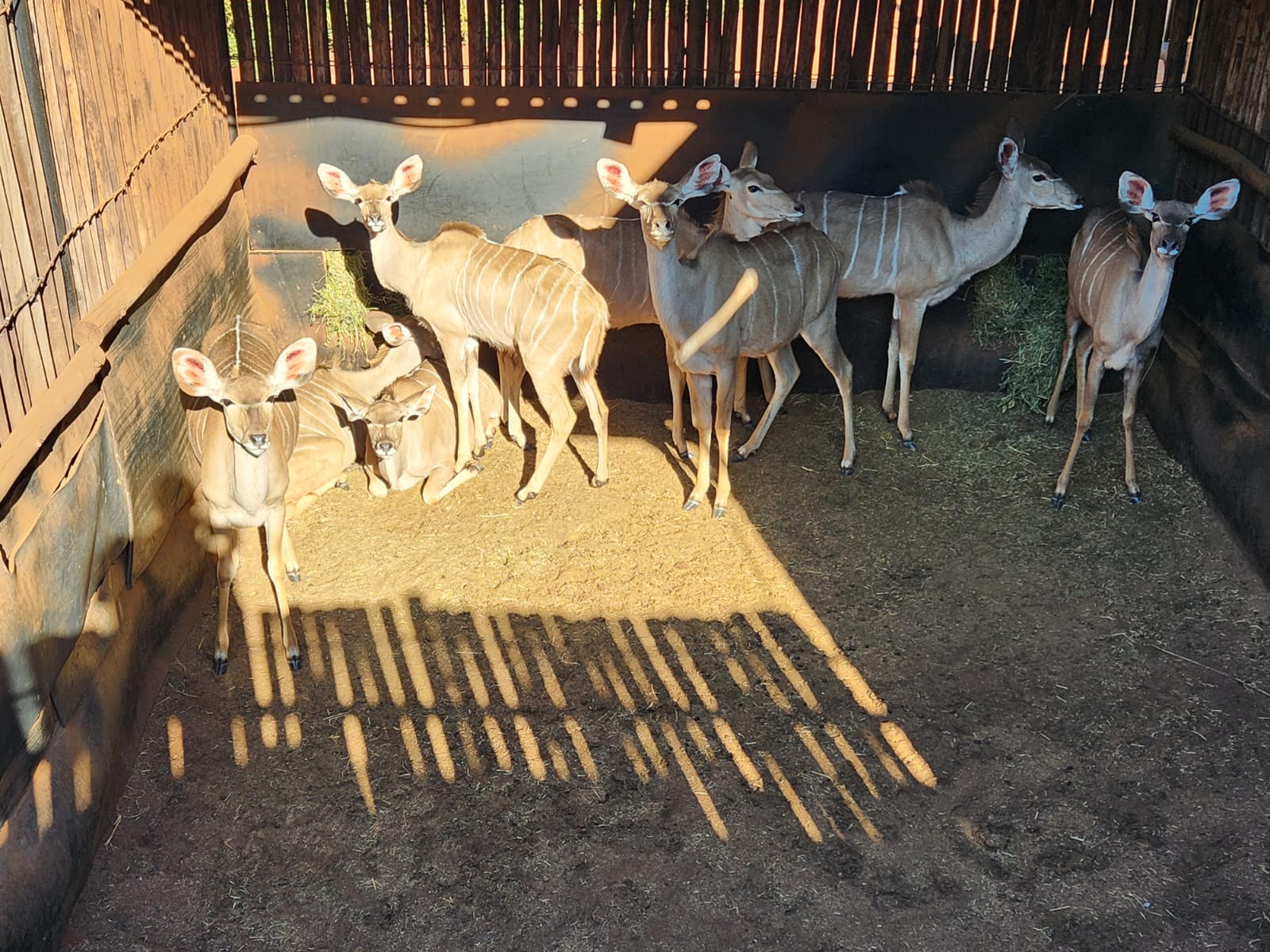 Kudu in the breeding camp