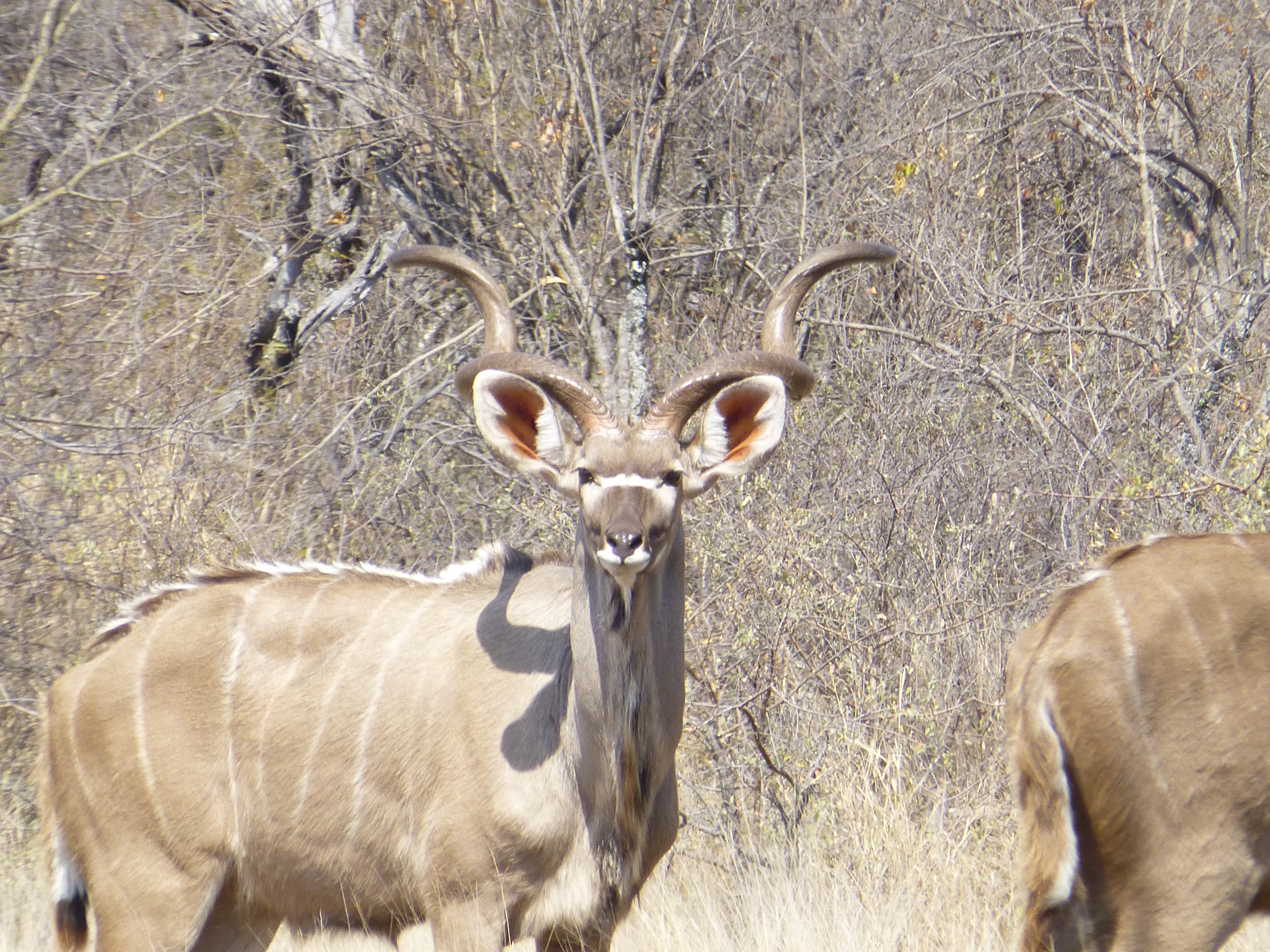 Magnum, a 54½-inch kudu bull with an extremely wide horn shape