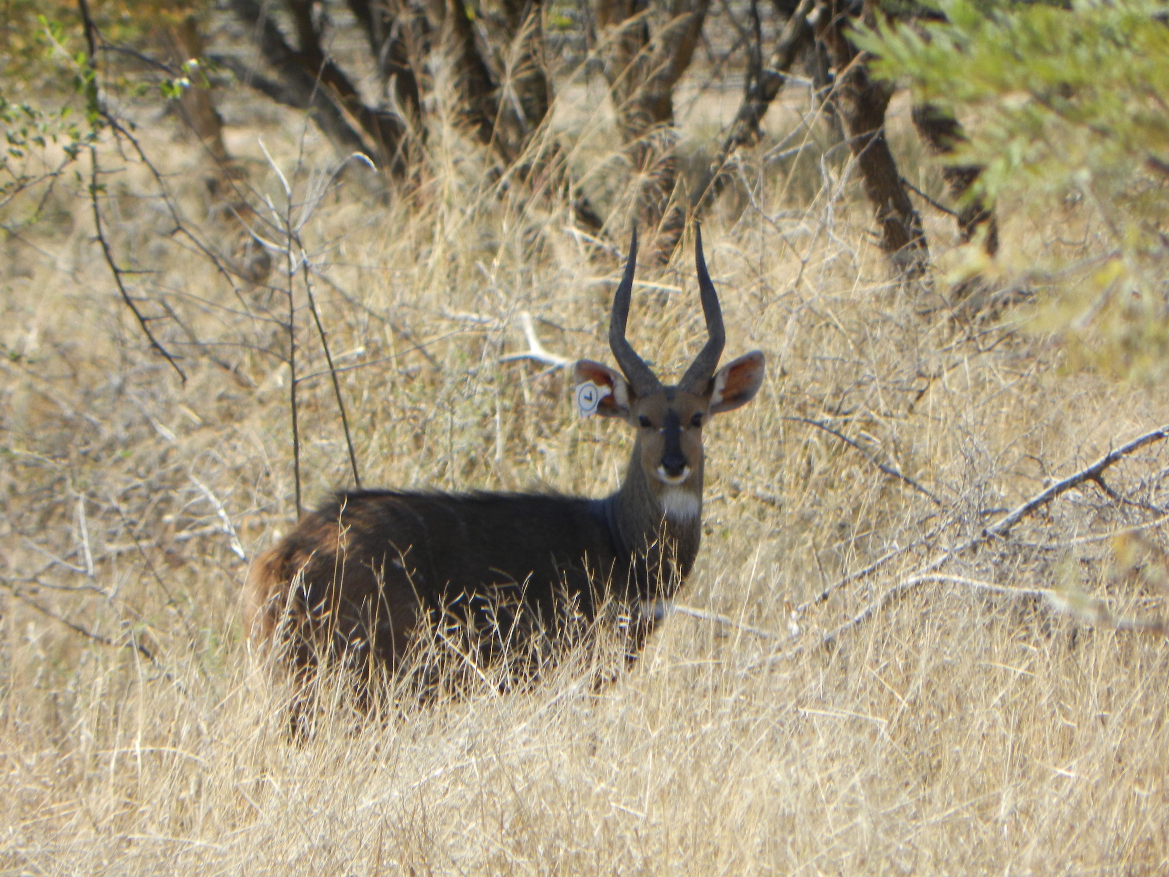 Victorious, a bushbuck ram measuring just under 15 inches