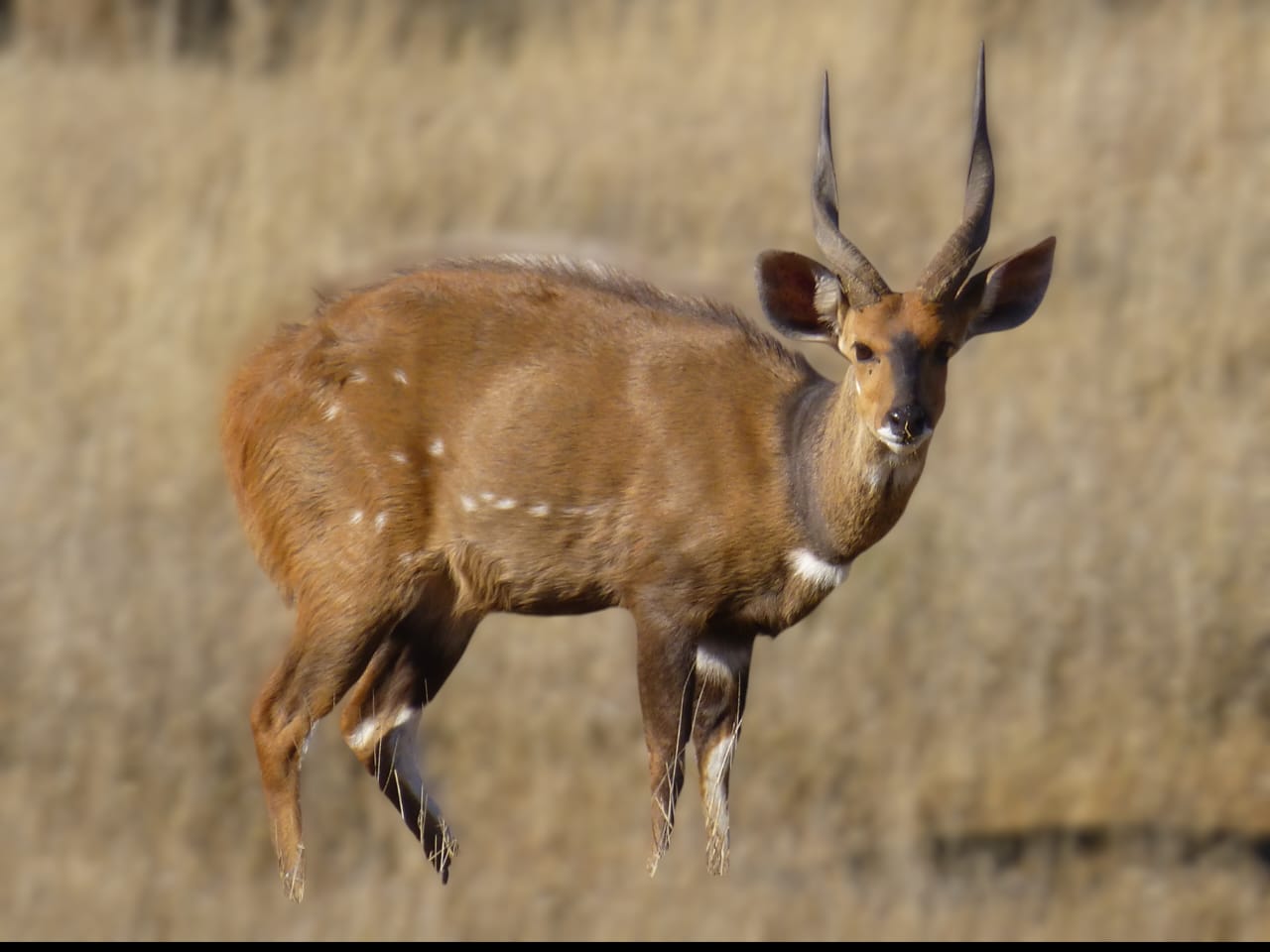 Suka, a 15-inch bushbuck ram with extremely spiralling horns
