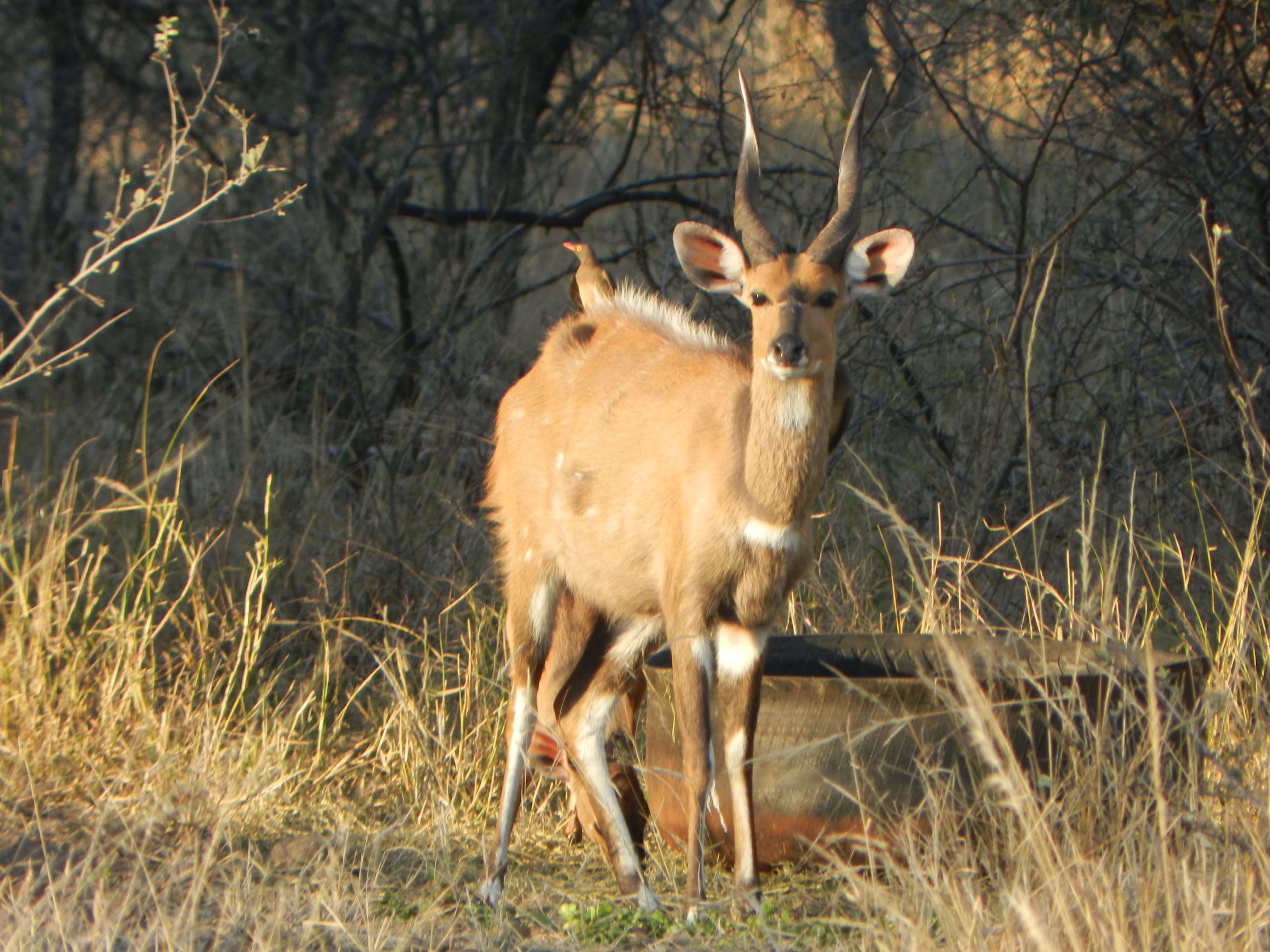 Bushbuck ram in the breeding camp