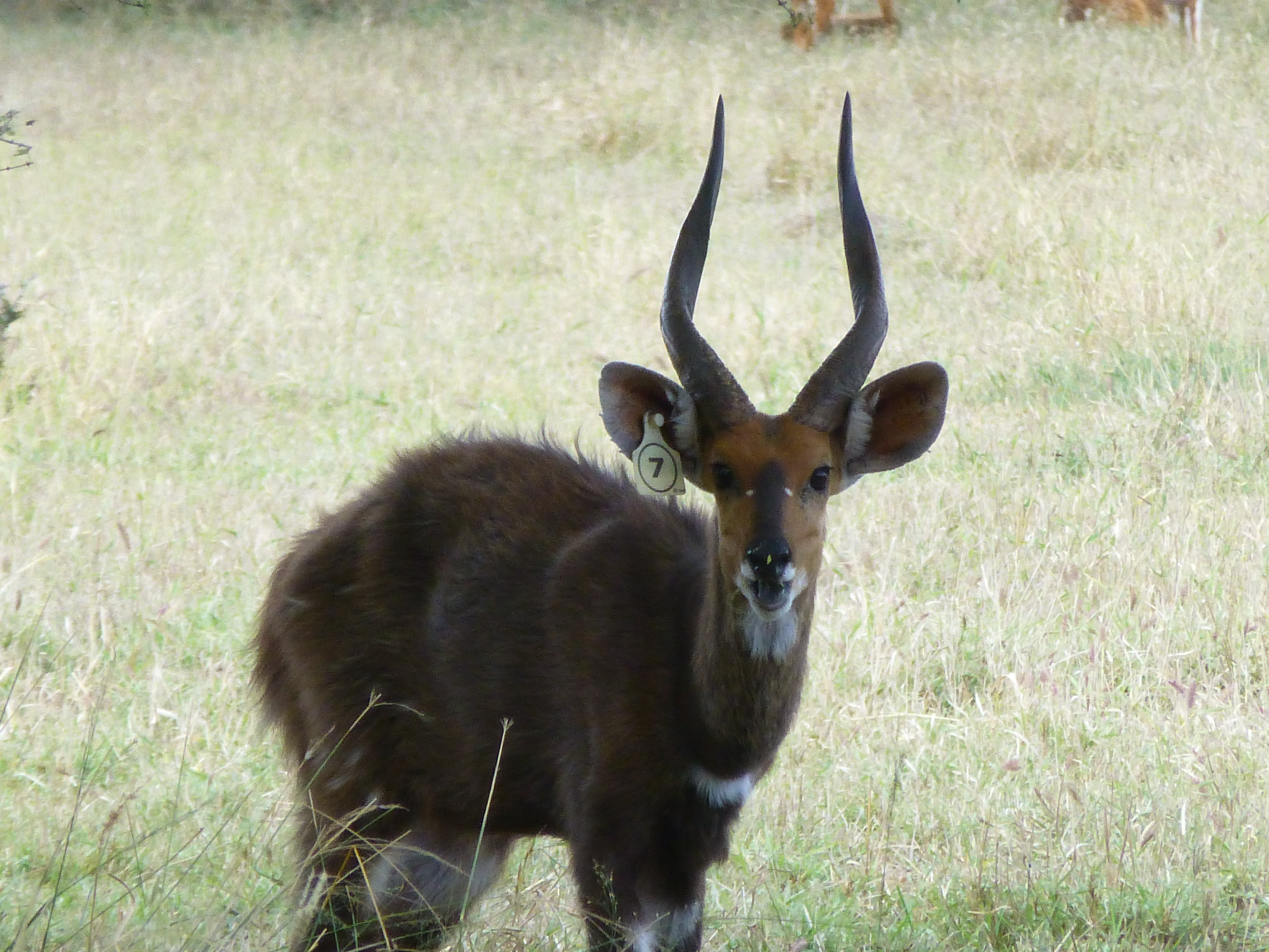 Kampala, our 17-inch-plus young bushbuck breeding ram