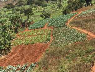 Community Gardens in Mozambique: Empowering Lives and Cultivating Sustainability