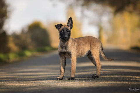 Centre canin blain - Gregor lacabane 