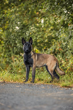 Centre canin blain - Gregor lacabane 