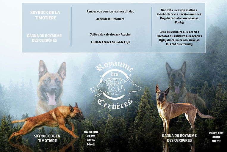 montage ragna skyrock.jpg