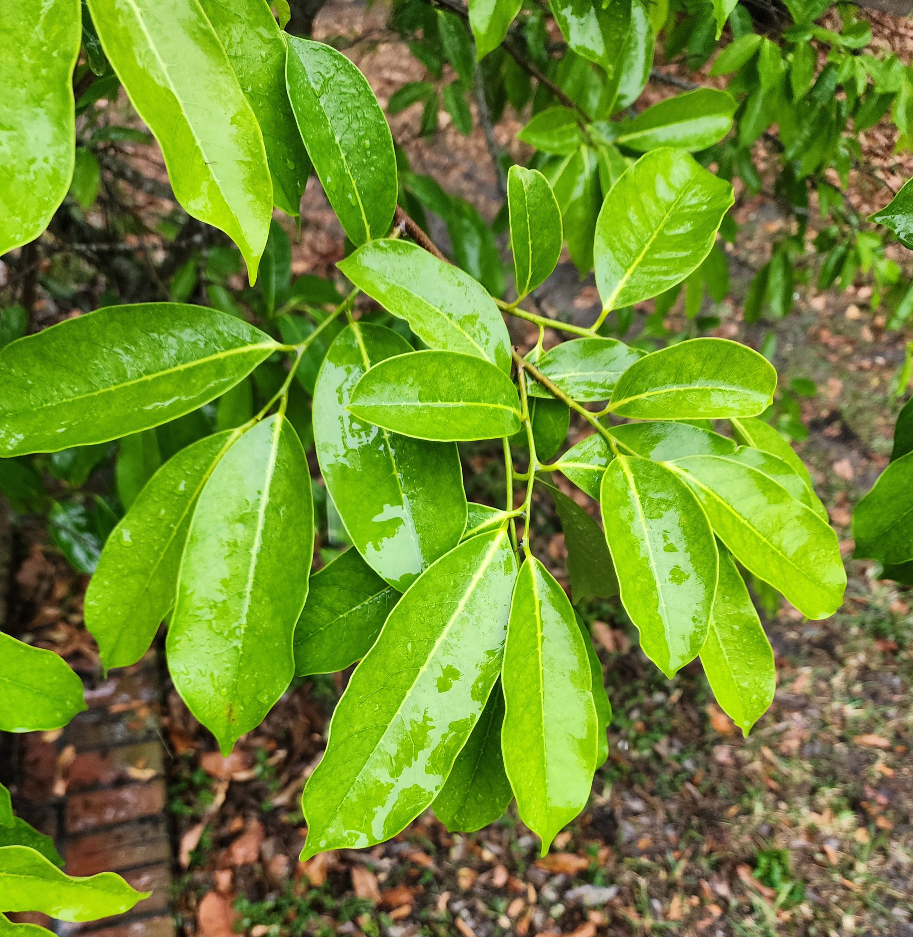 Mountain Soursop Leaves