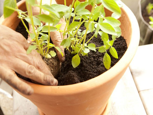 Horta em casa - O Vaso Cerâmico