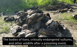 The bodies of lions, critically endangered vultures, and other wildlife after a poisoning event-copy