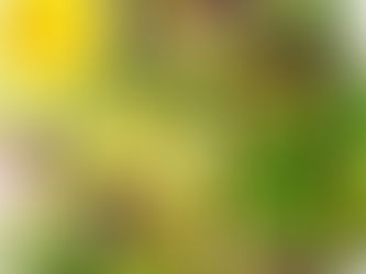 Salada Tropical com Vinagrete de Laranja - Na Cozinha com Vitória Tembe