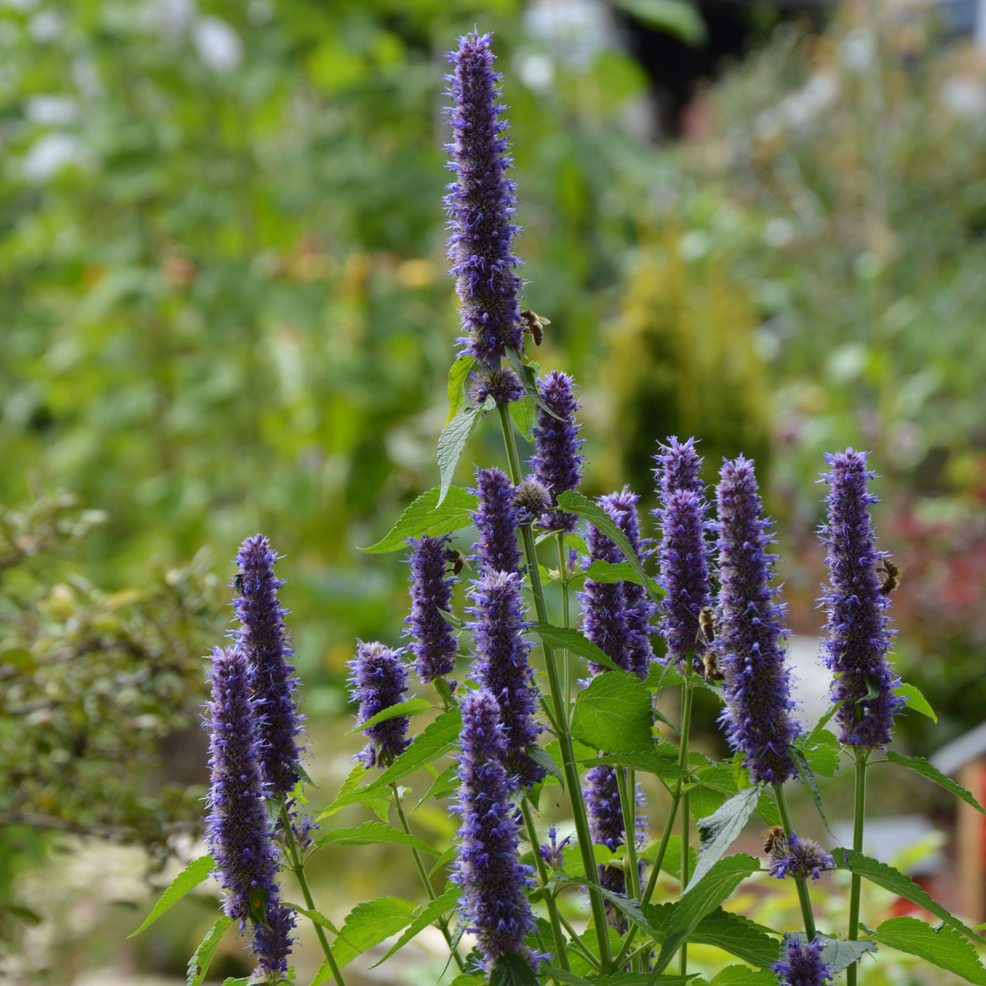 Agastache Fenouil